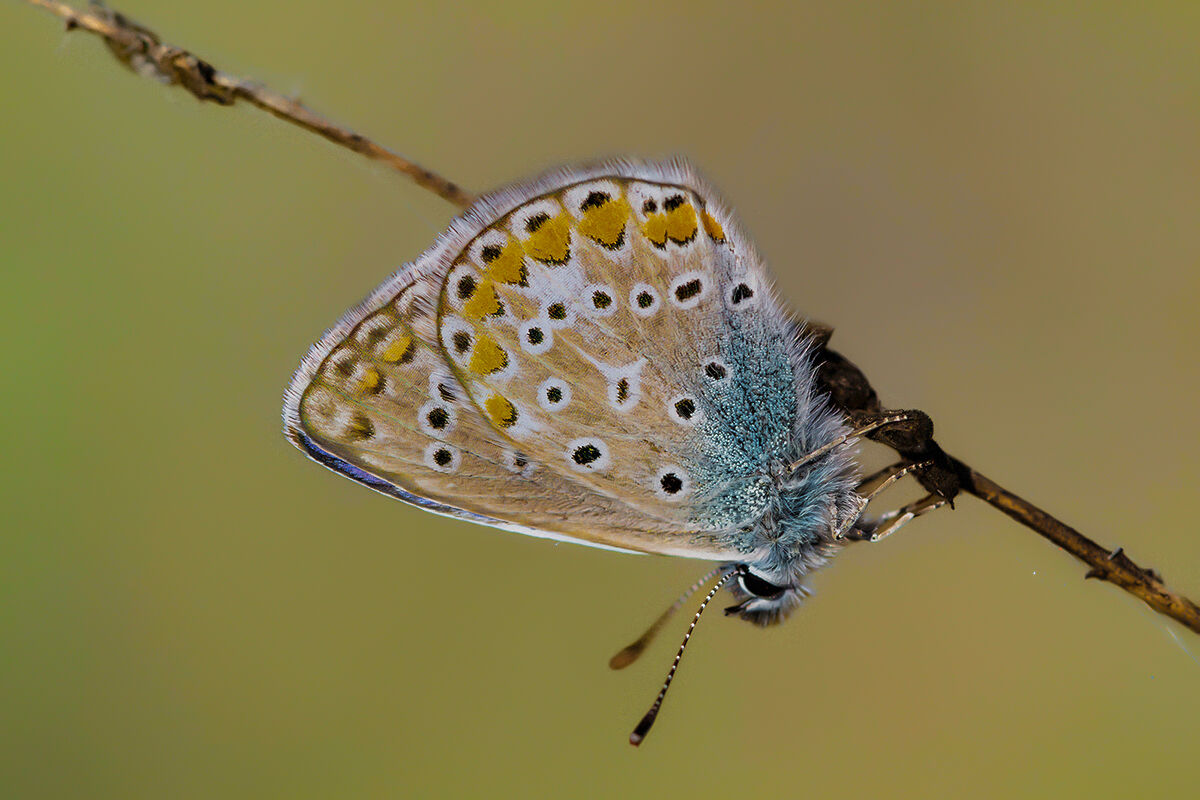 Lycaenidae sp. z o.o.