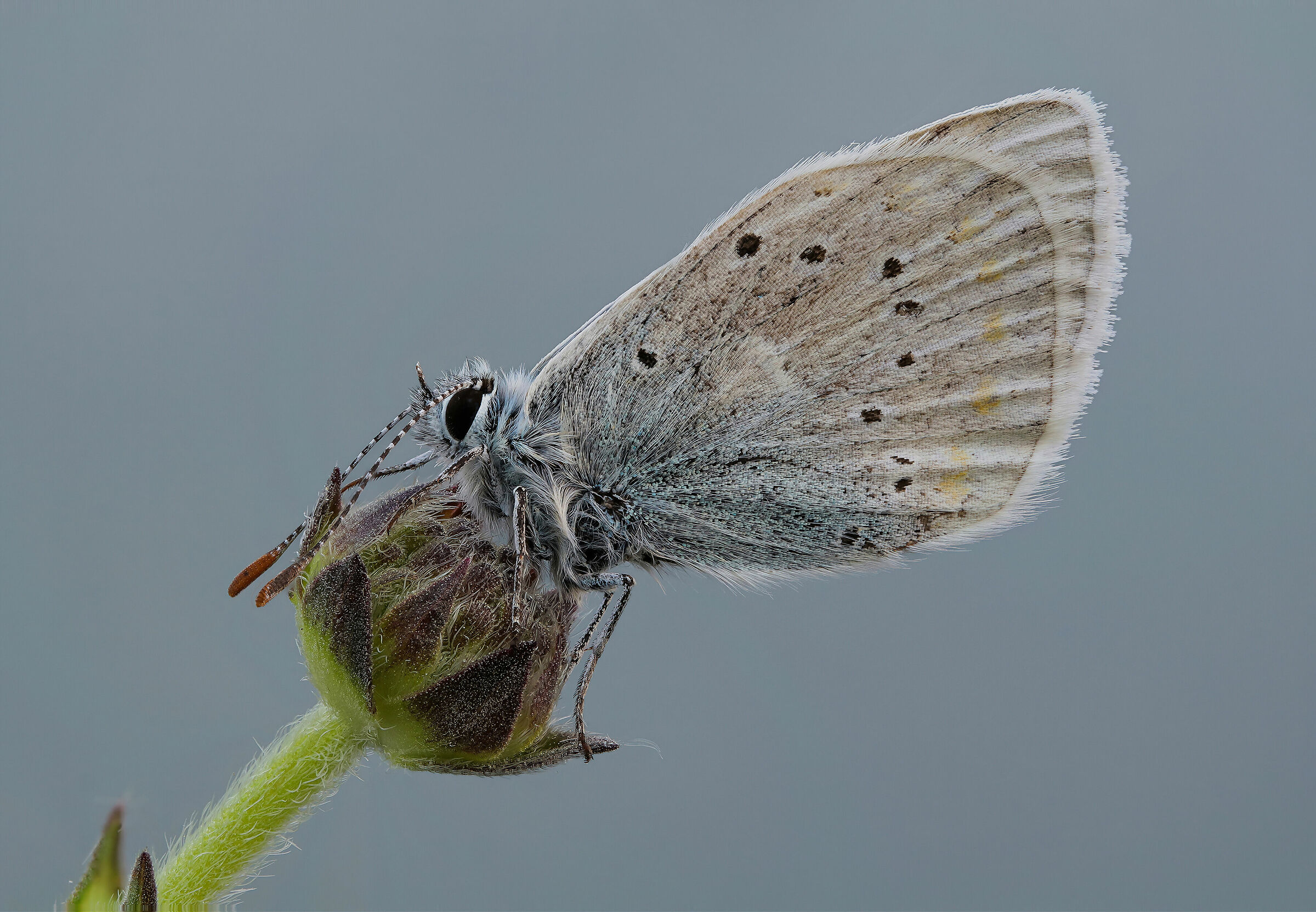 Lycaenidae sp. z o.o.