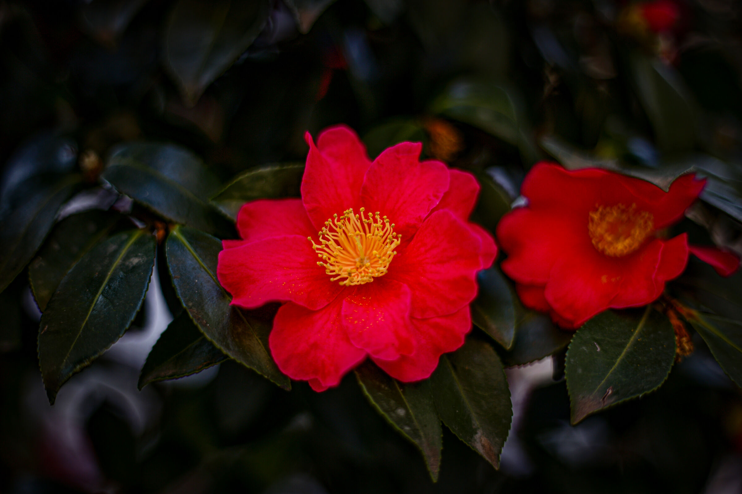 Camelia