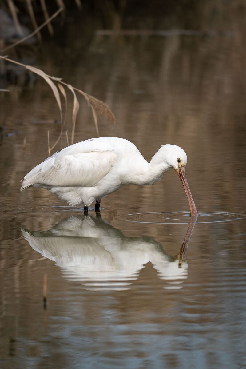 ::Spatola vanitosa::