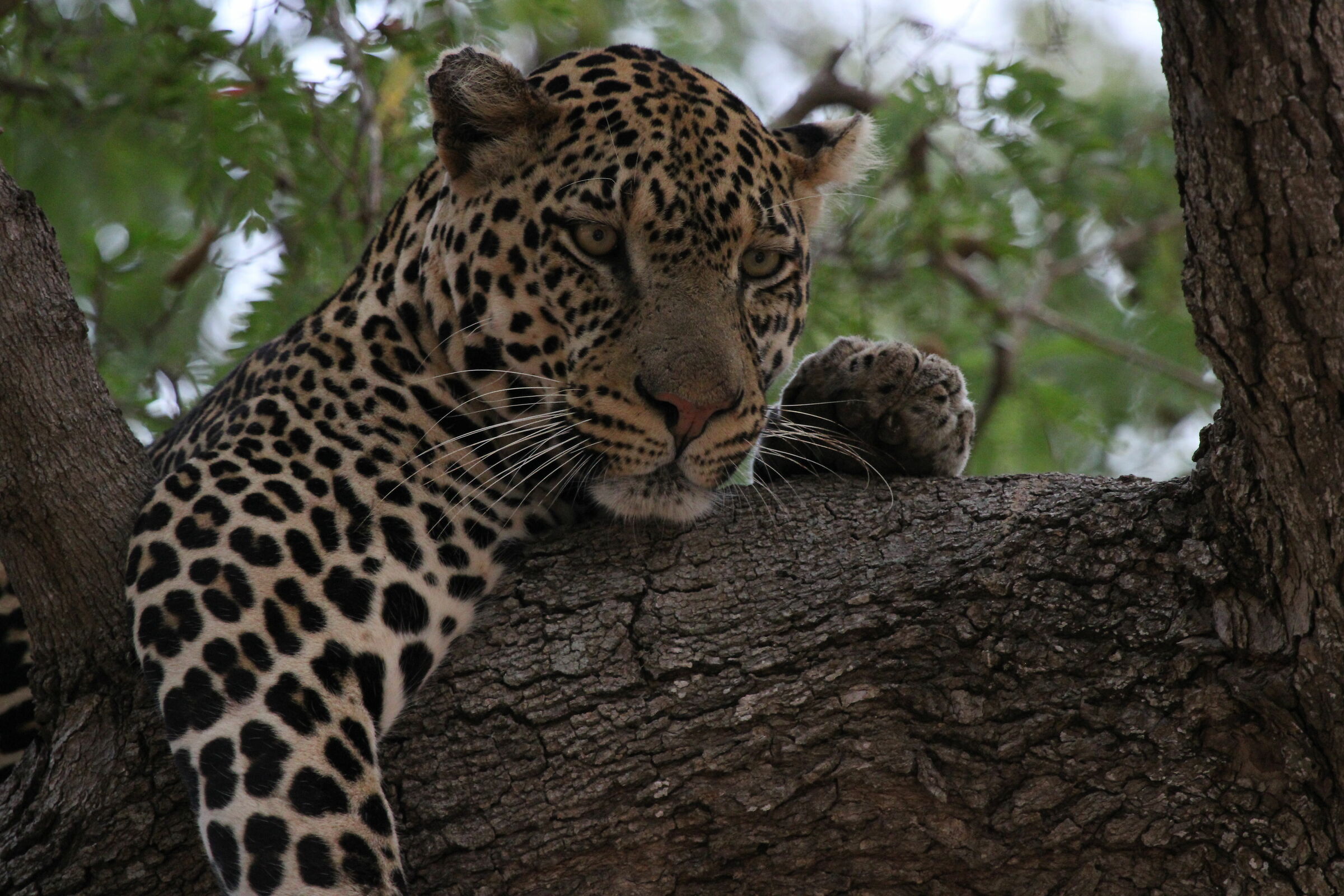 Leopard on the tree