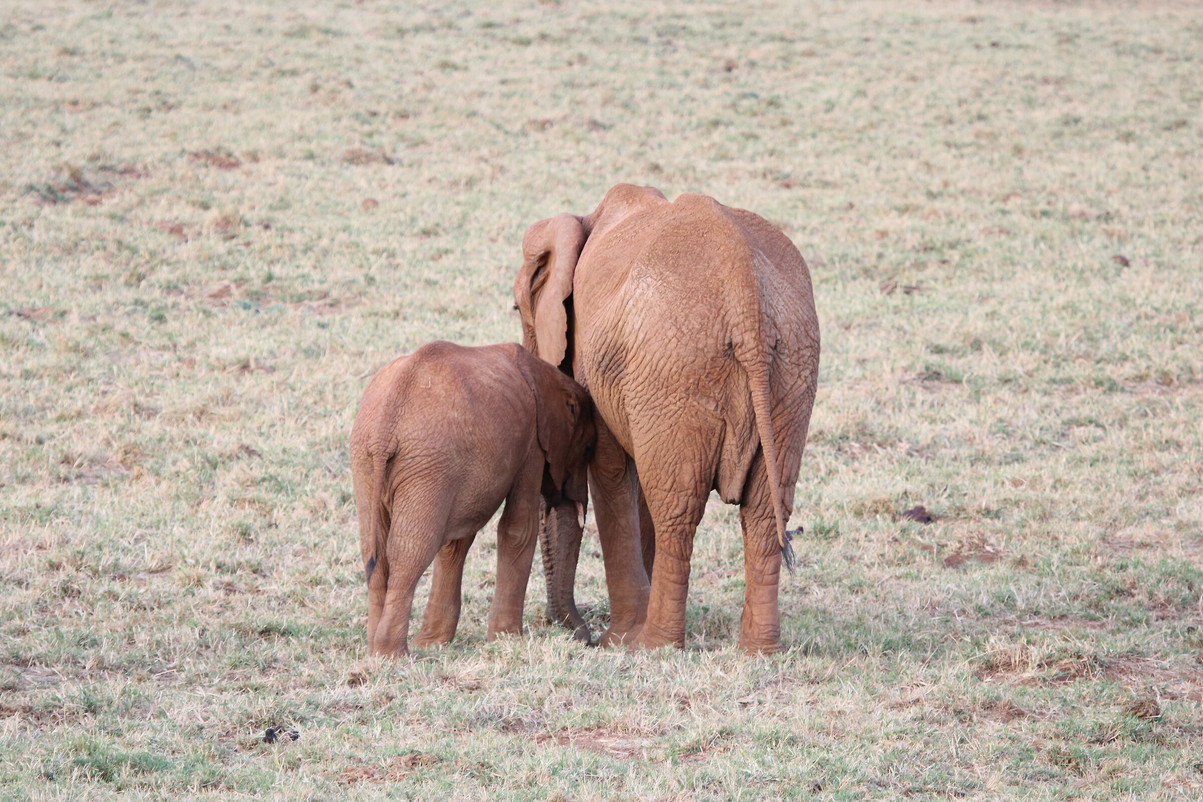 Hug between baby elephants