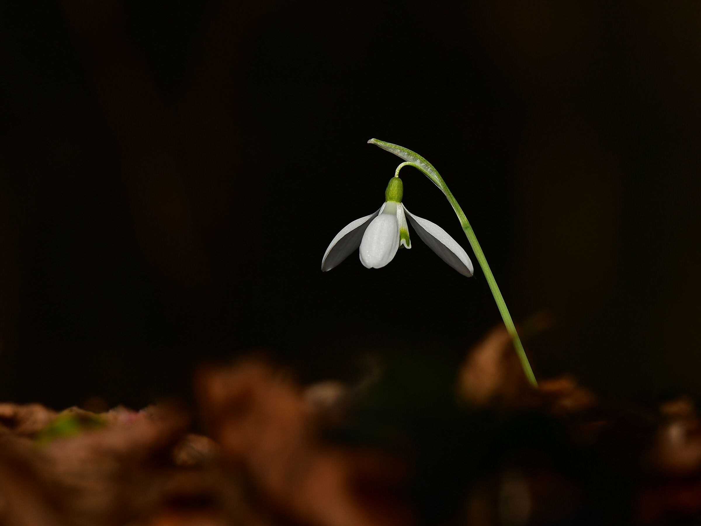 Snowdrop