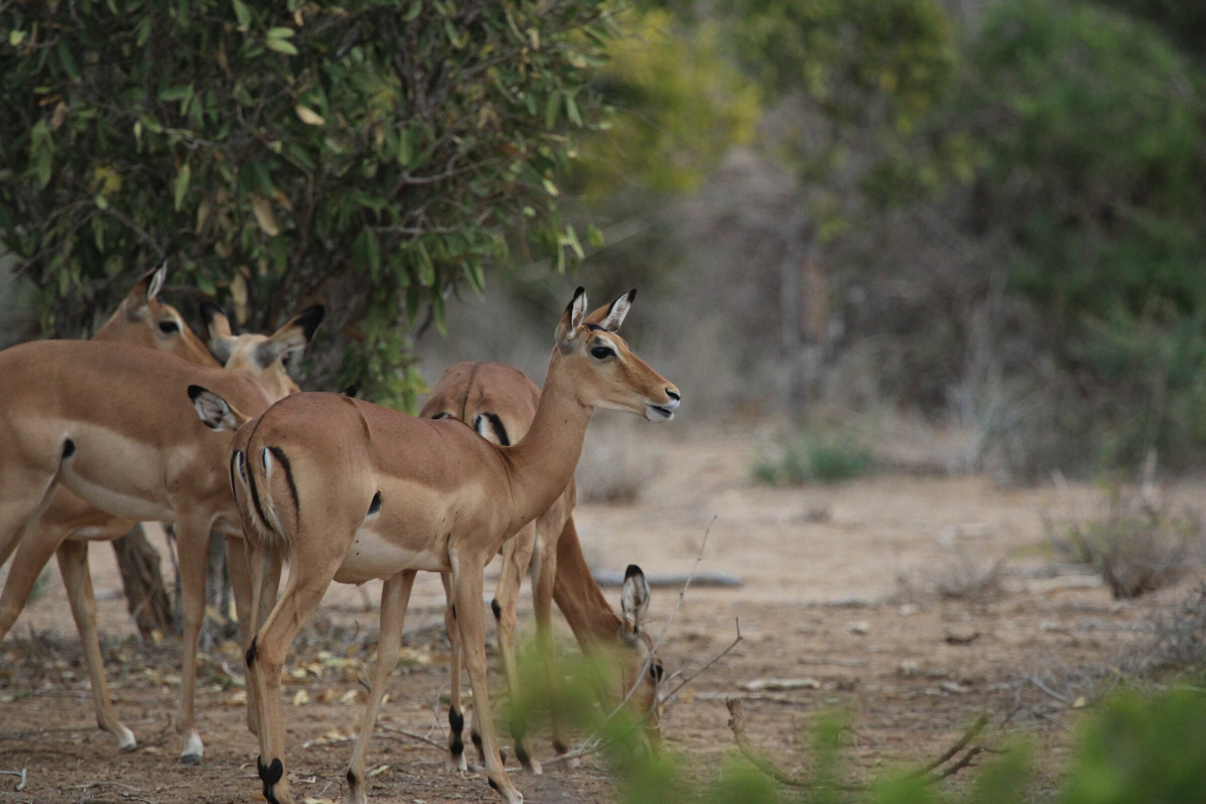 Impala grazing