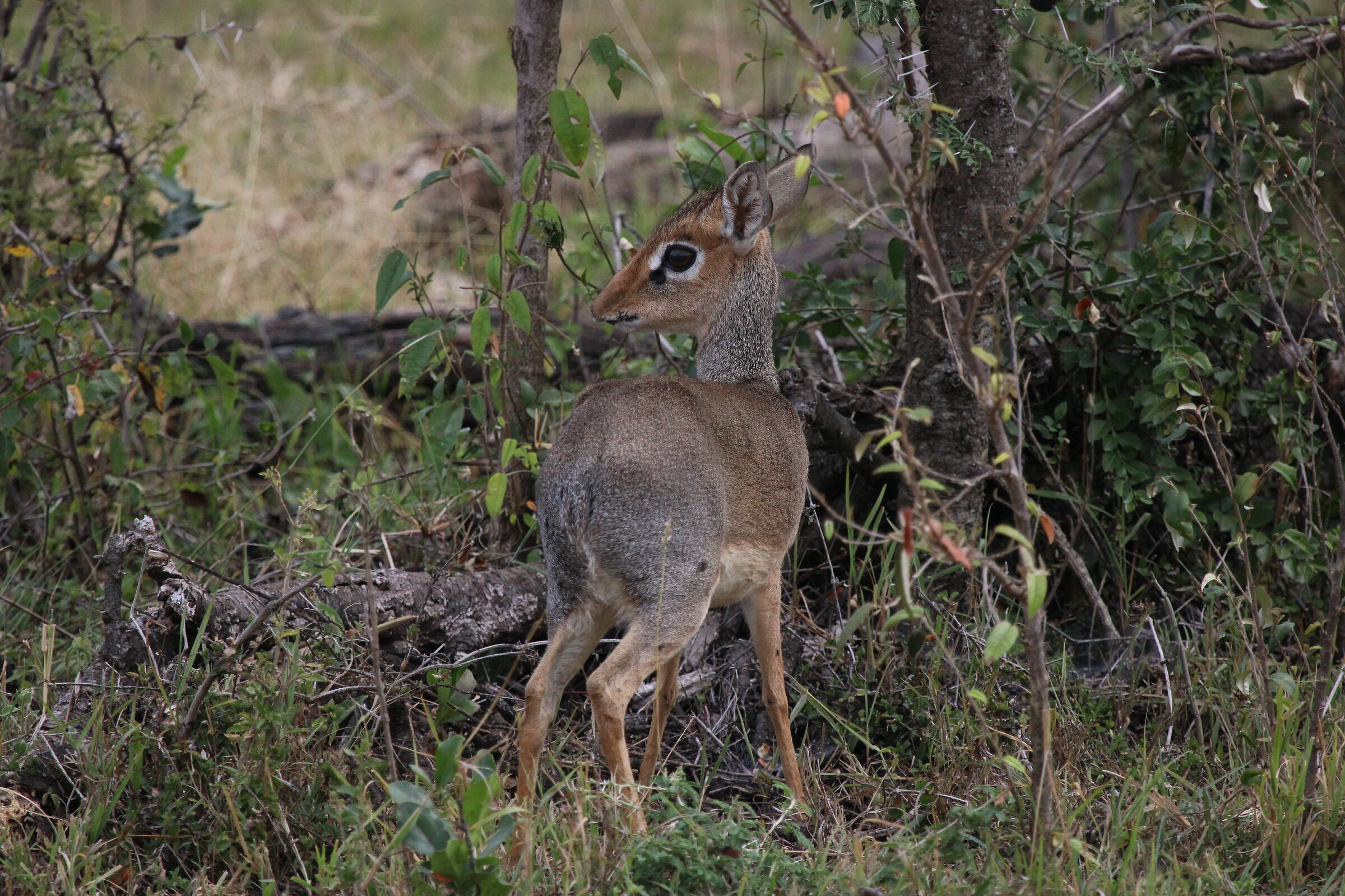 Dik dik