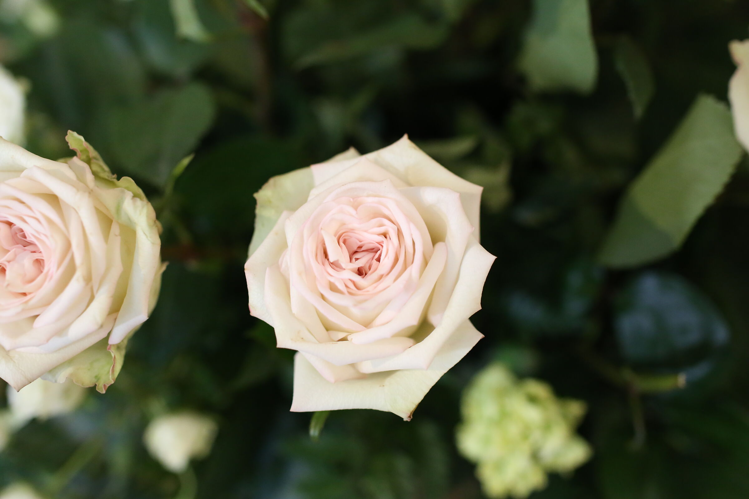 @ F. 2.8 " ISO 6 Mila 400 ", Milvus 50, 1.4 - Cano...