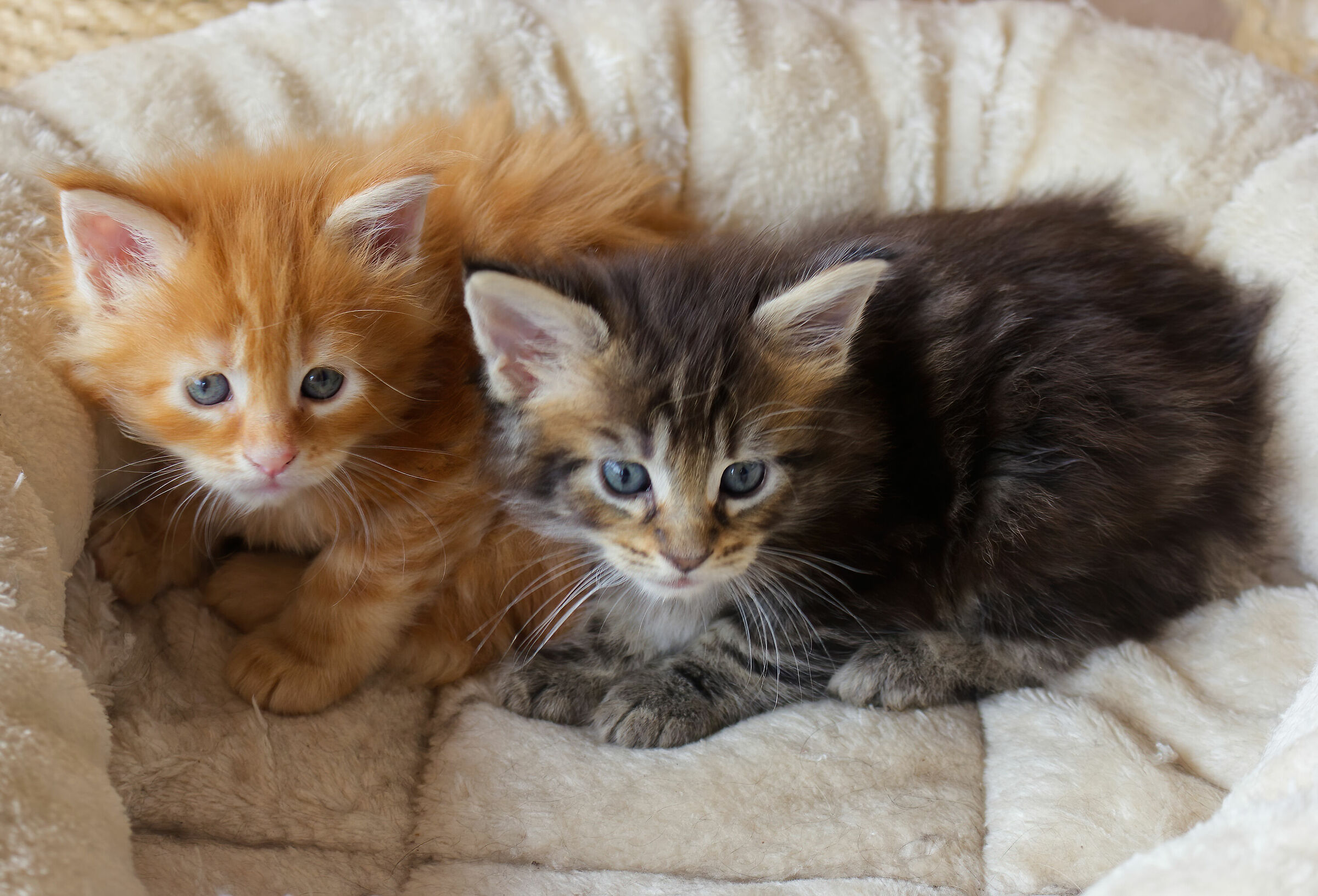 Balù a un mese con la sorellina