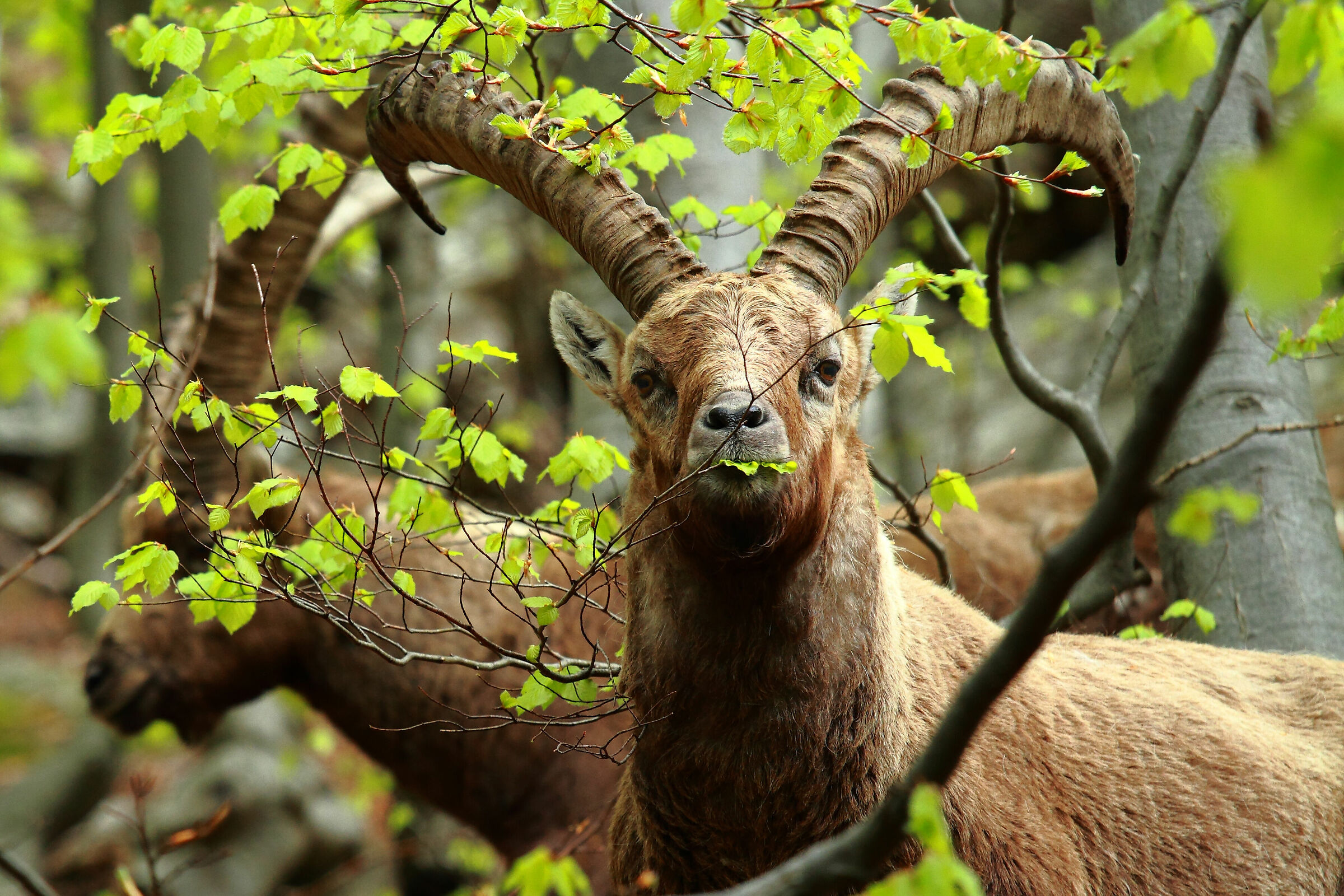 stambecchi sulle Orobie