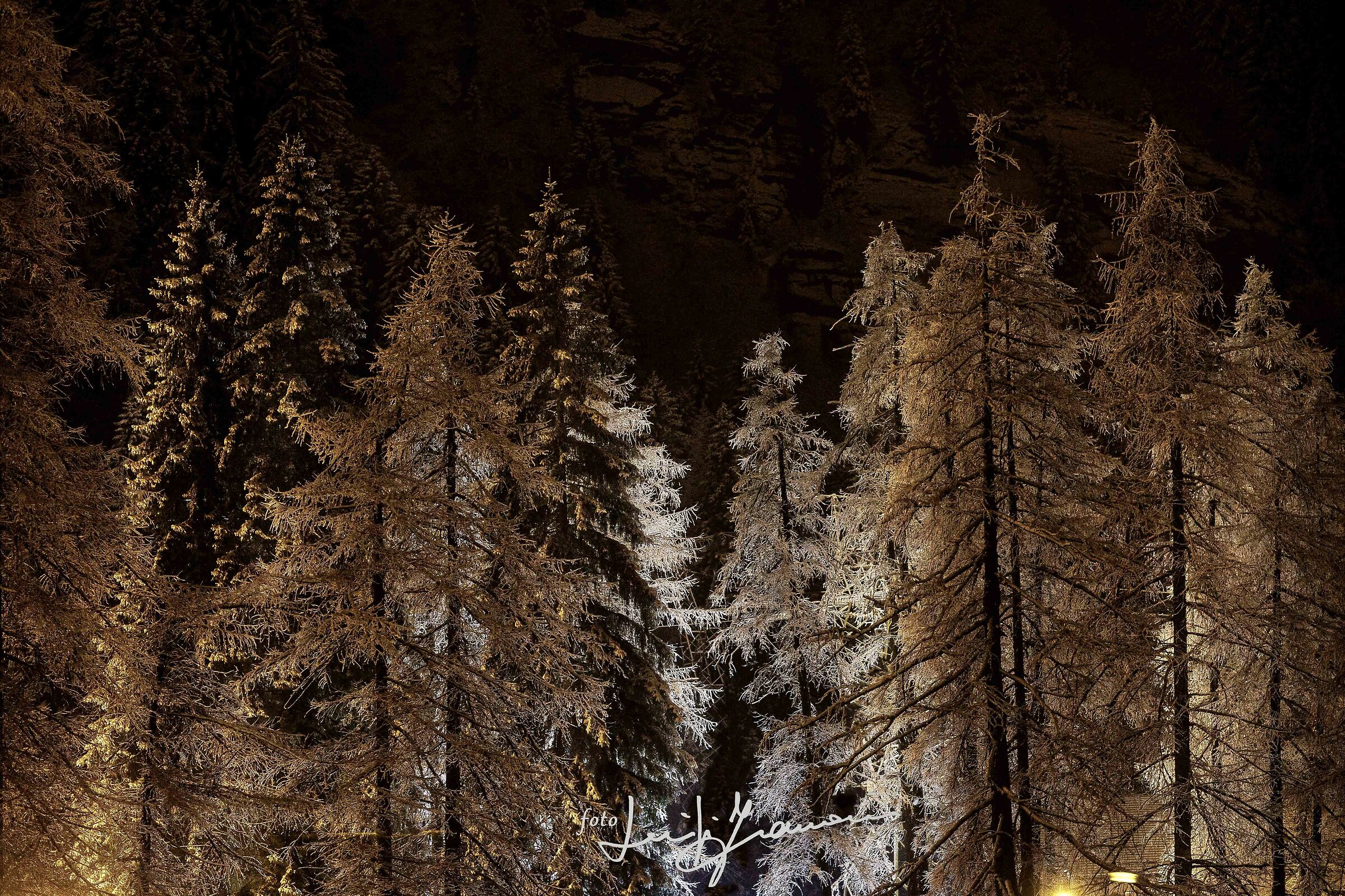 Notte dorata sui larici del campeggio