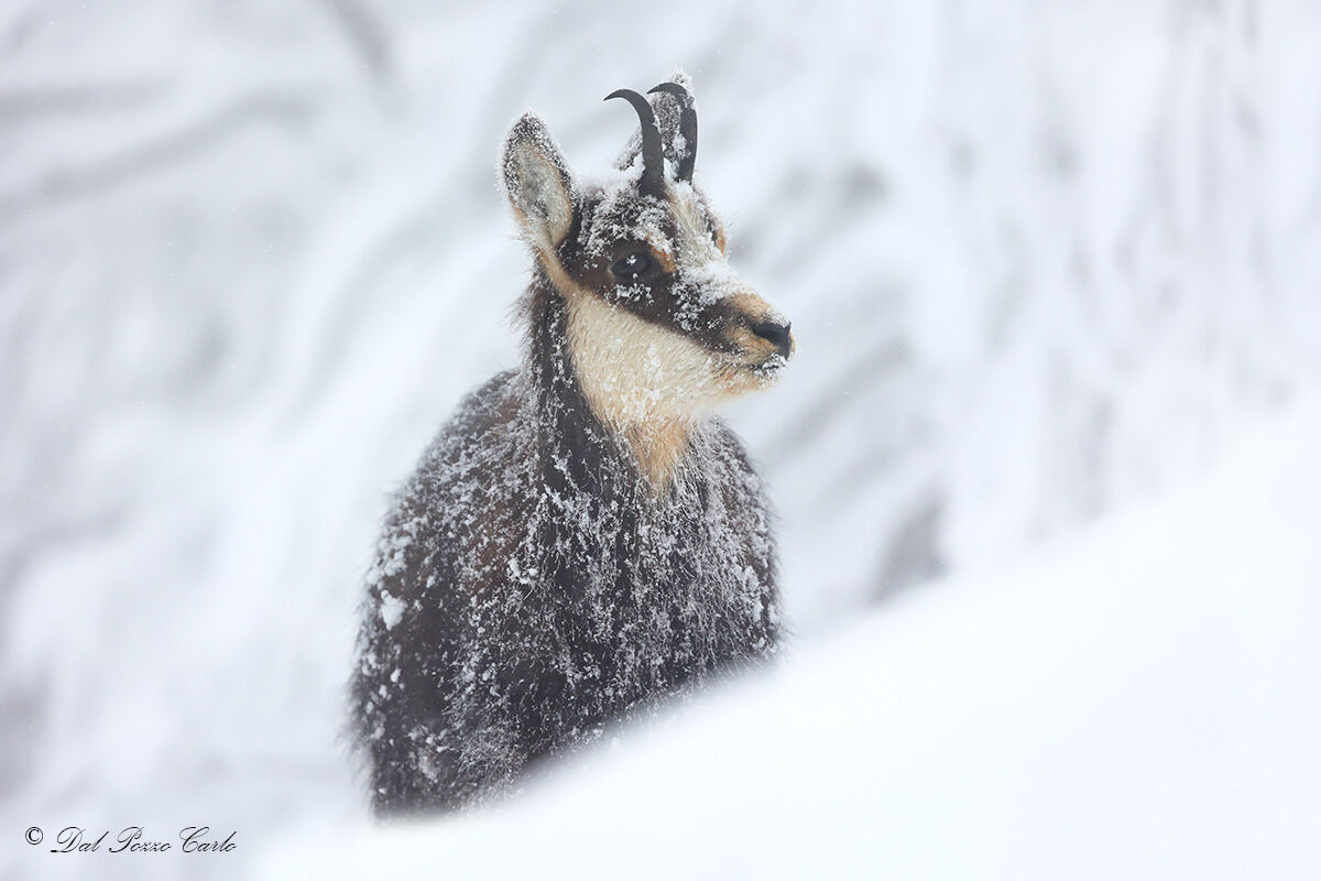 In the Dead of Winter