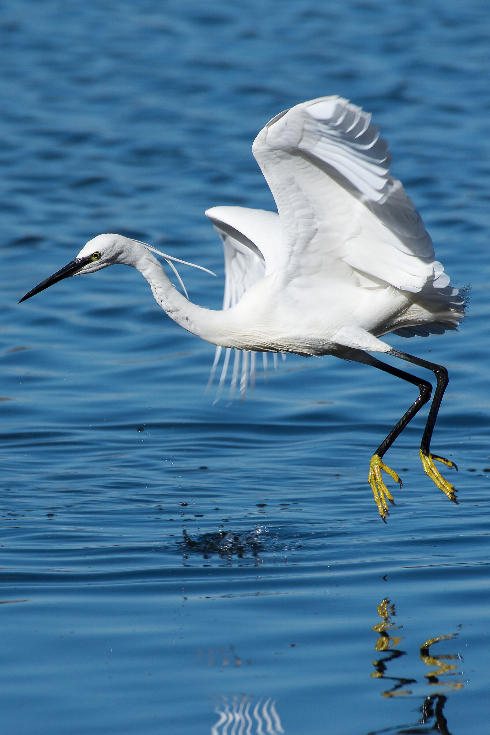 Egretta Garzetta