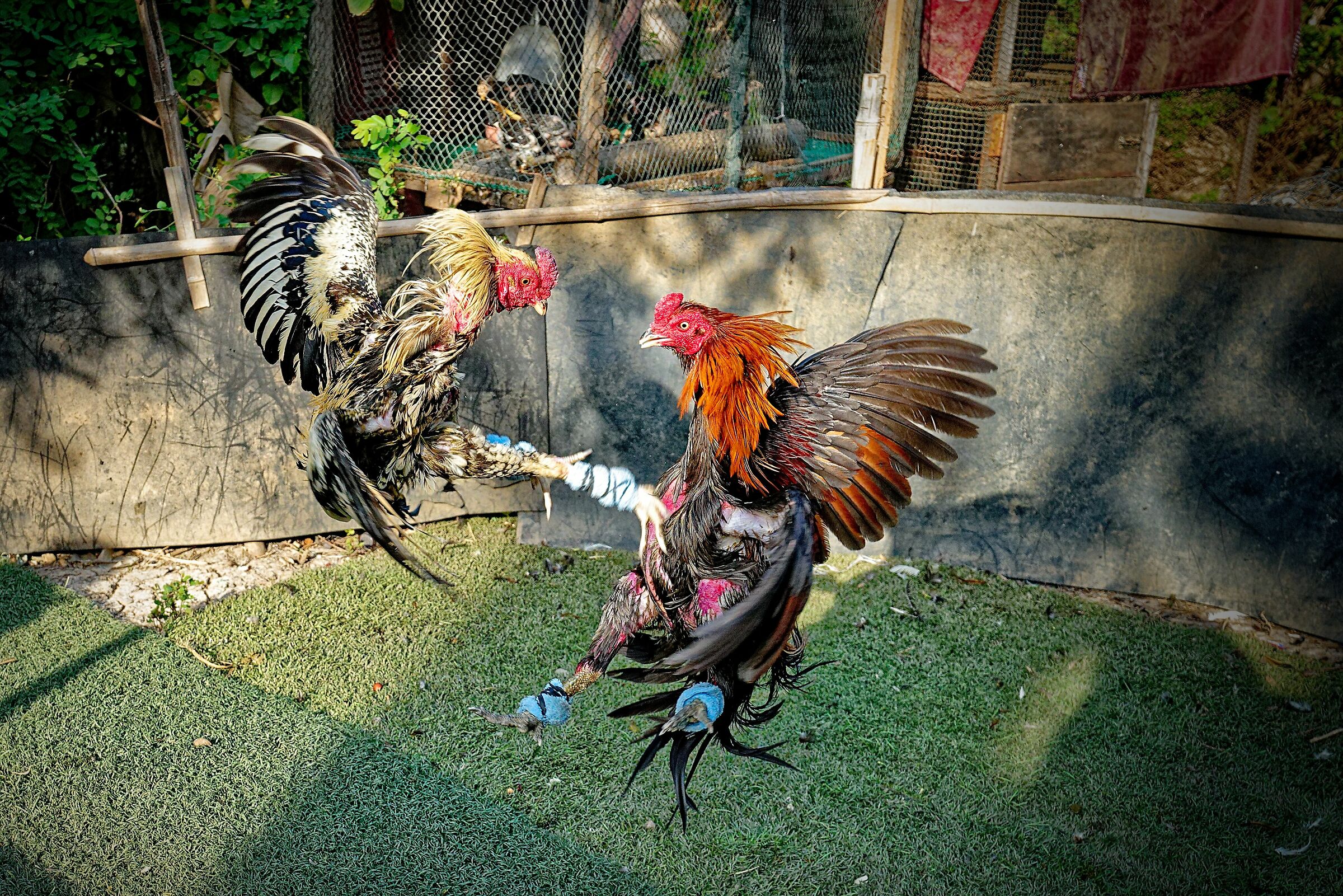 combattimento fra galli