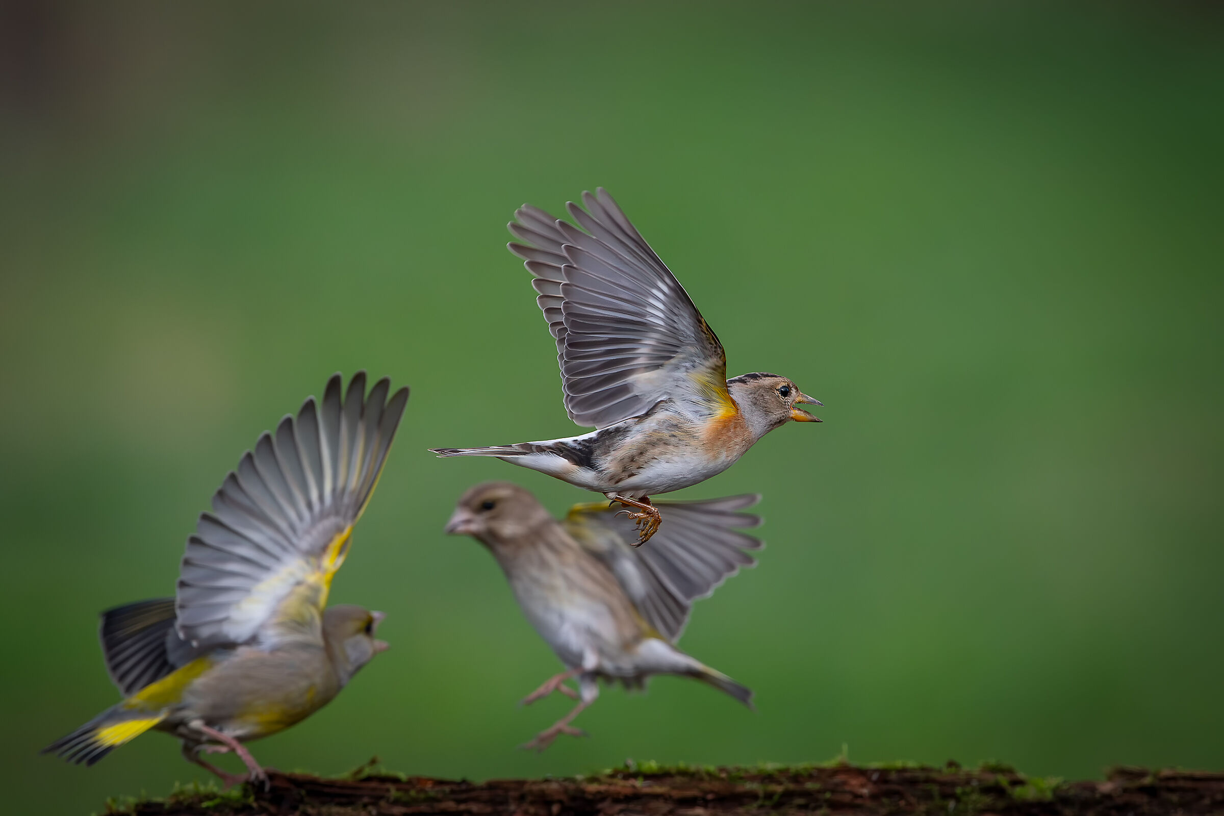 Verdoni #capannocora