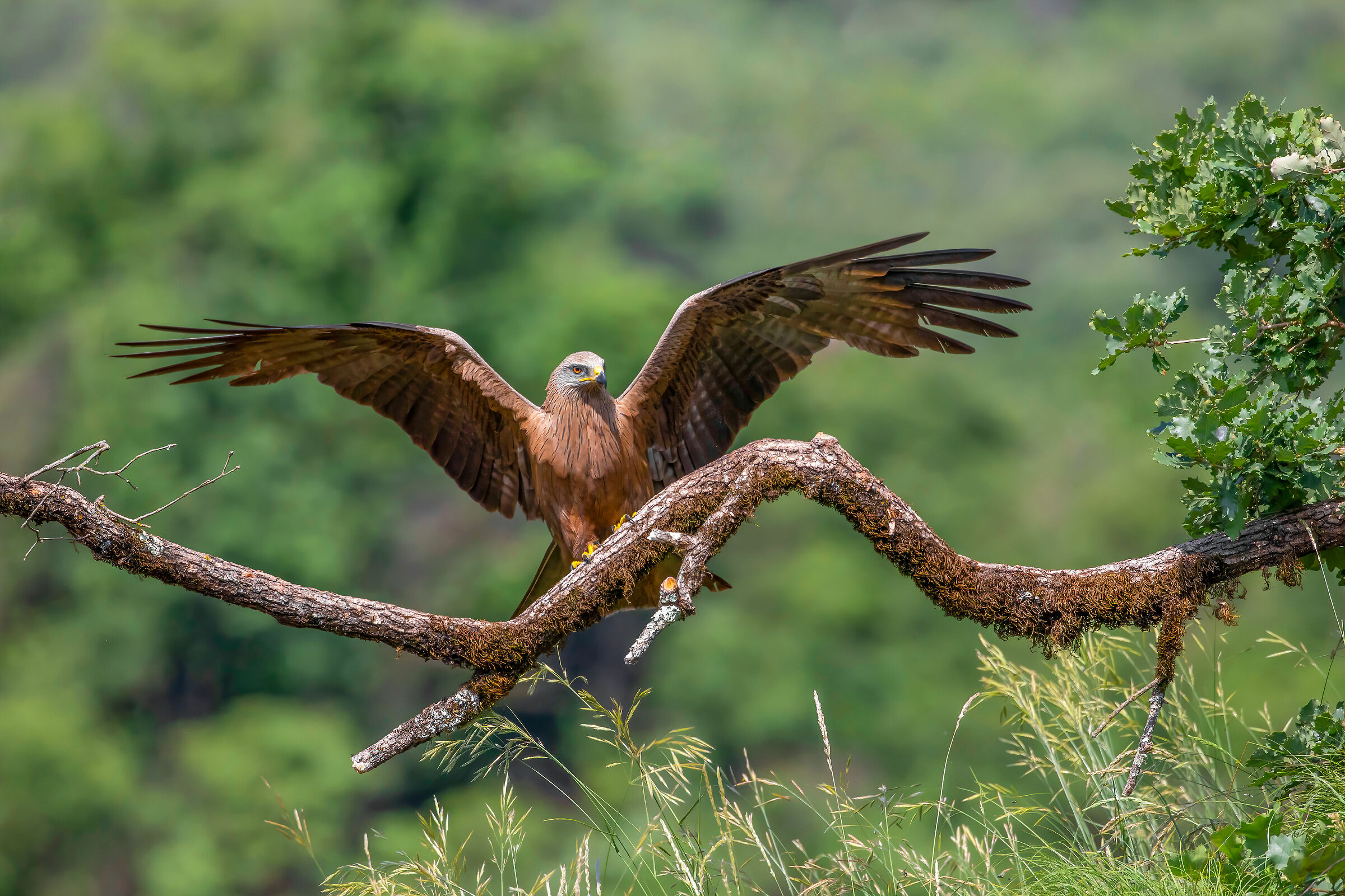 l' atterraggio del nibbio