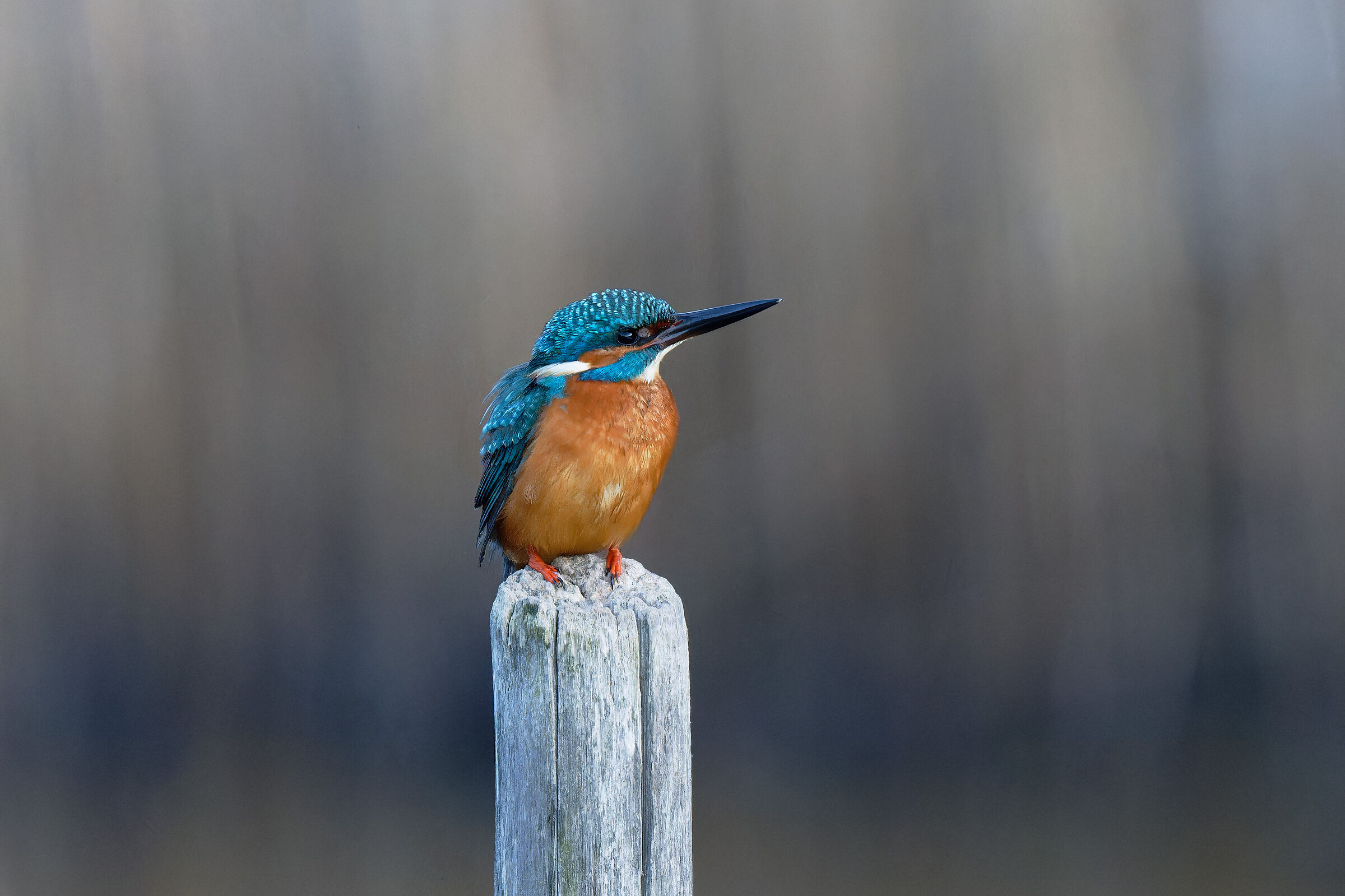 Il Martino al palo...