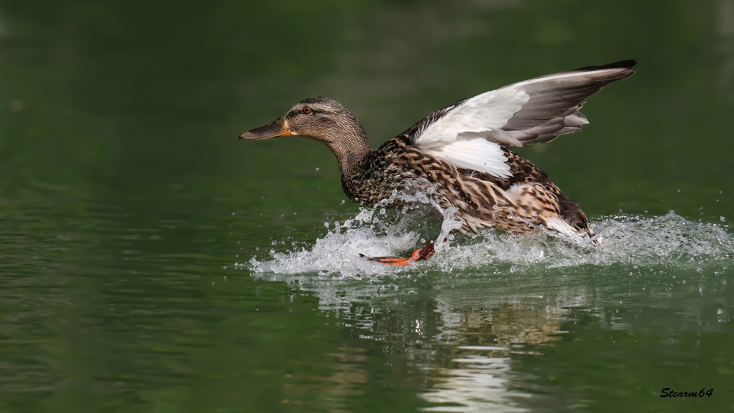 Germano reale femmina