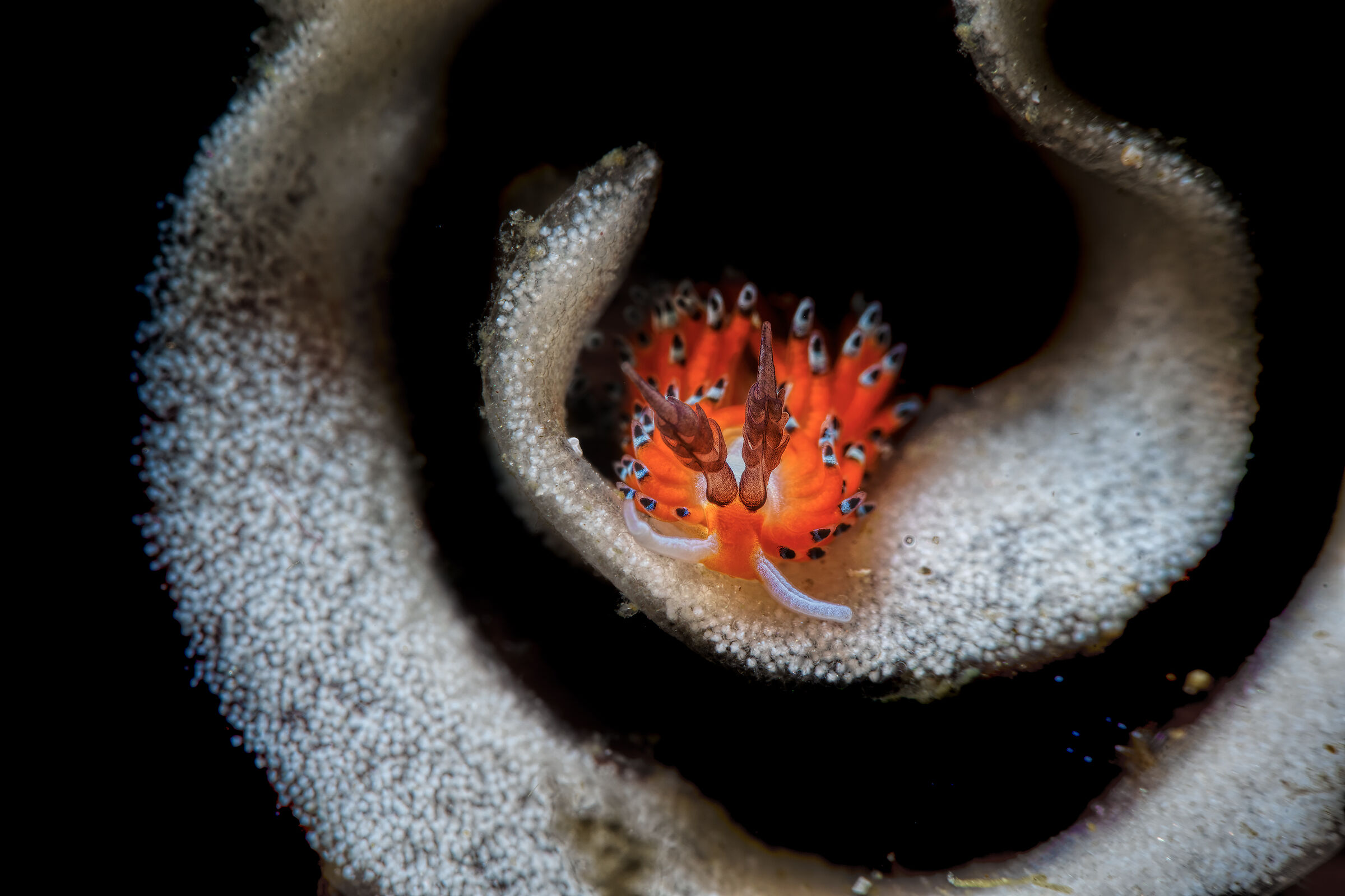 favorinus sp.  Anilao Photo Academy Philippines