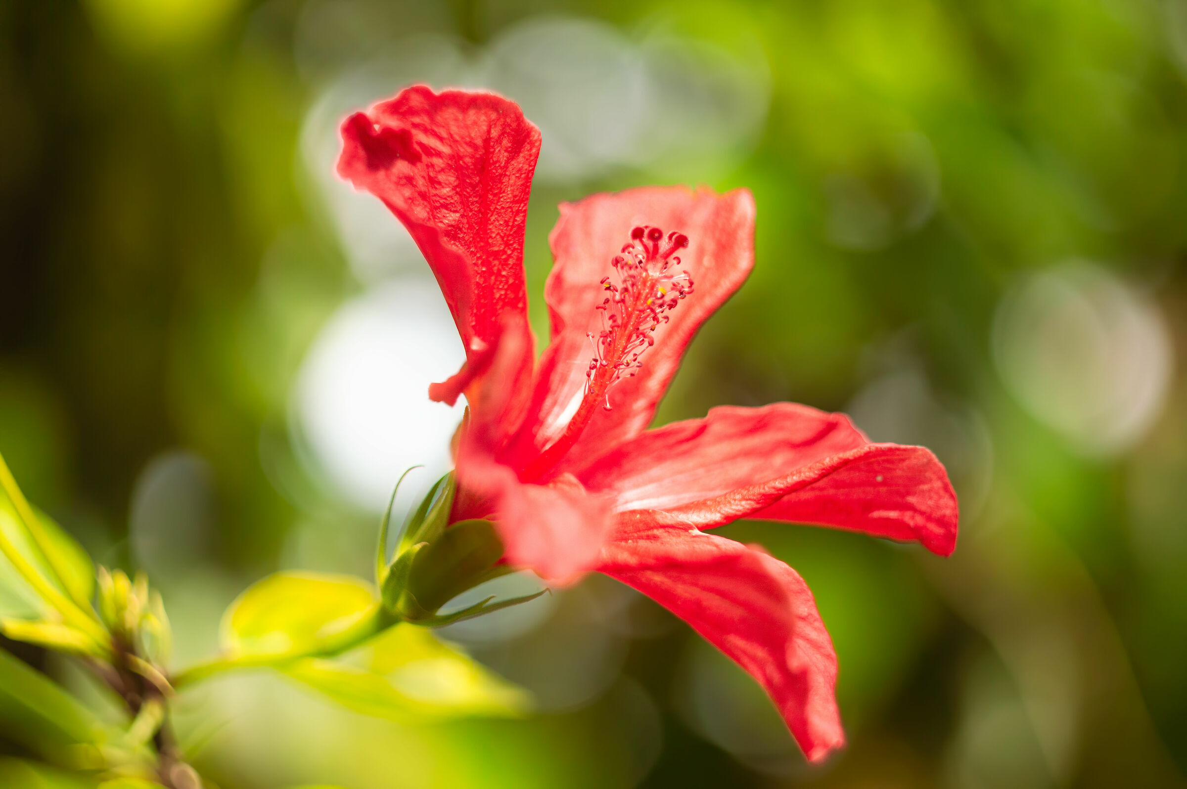Red Hibiscus