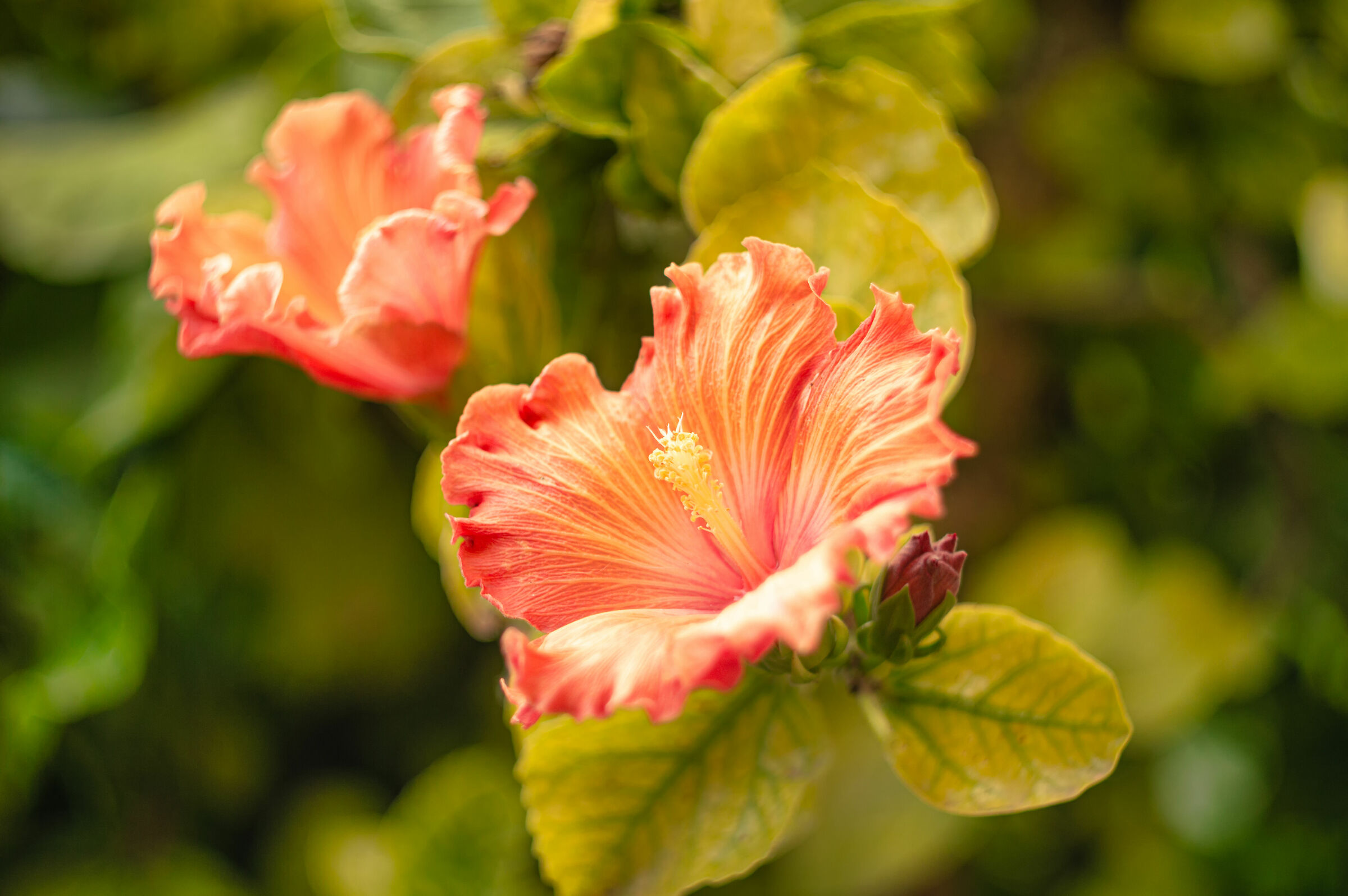 Orange Hibiscus