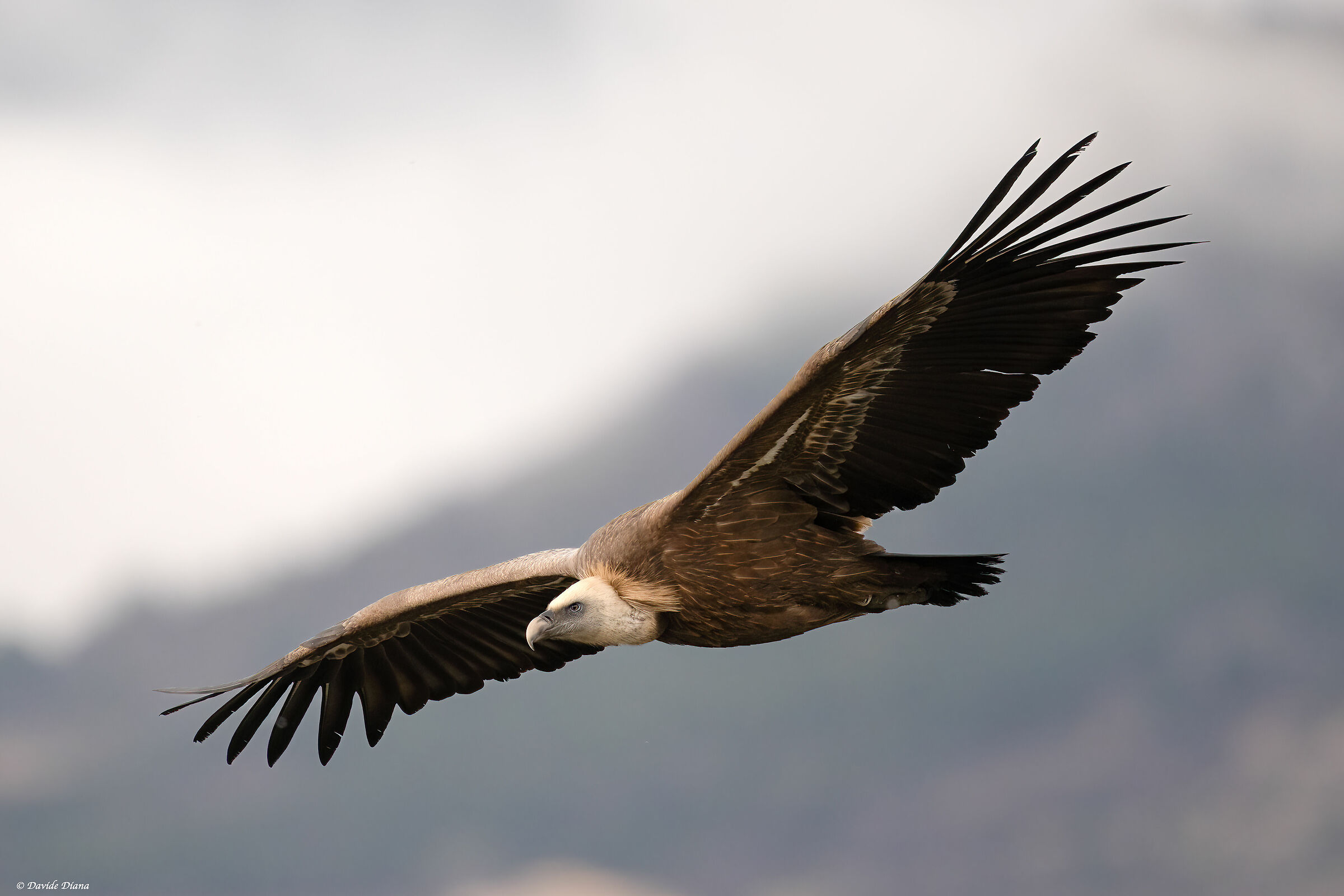 Griffon vulture - Gorges du Verdon