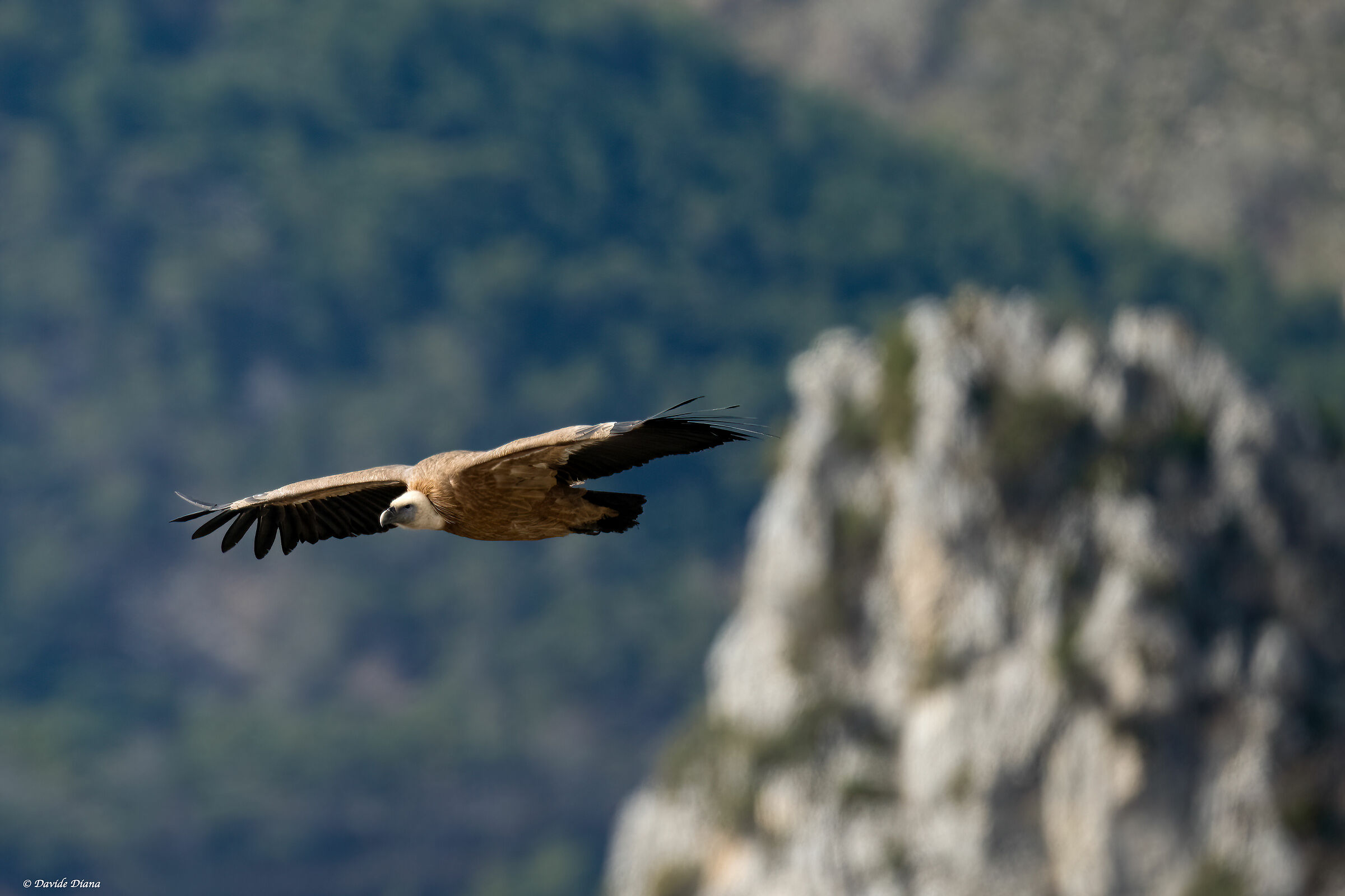 Griffon vulture - Gorges du Verdon