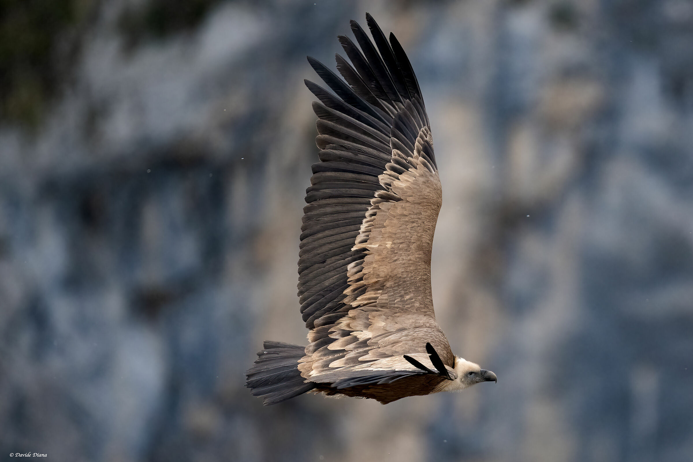 Griffon vulture - Gorges du Verdon