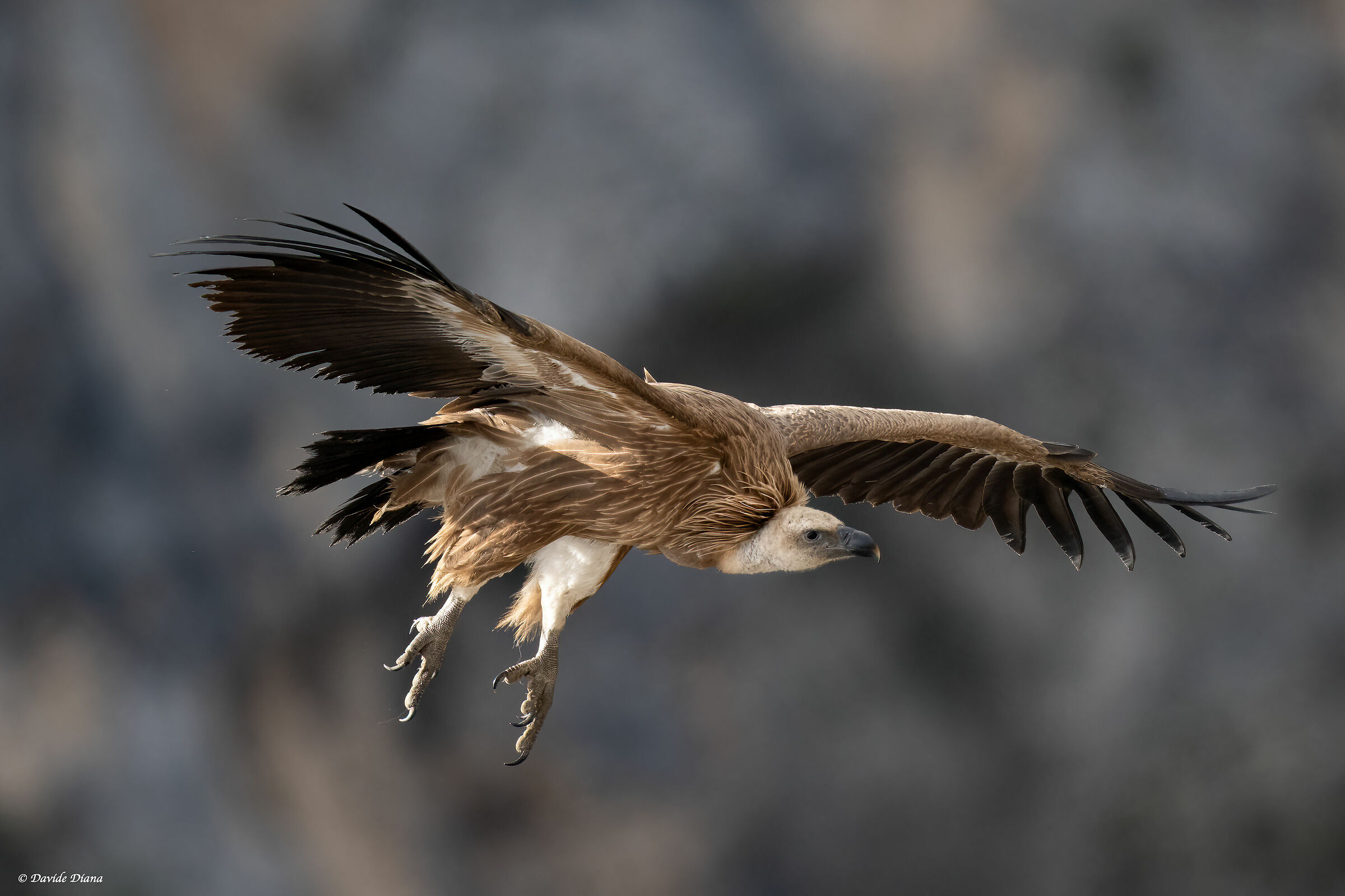 Griffon vulture - Gorges du Verdon