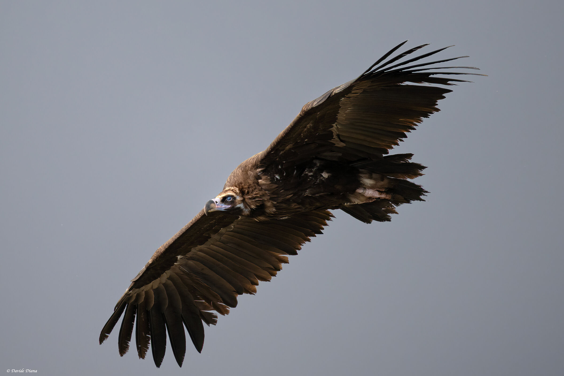 Monk Vulture - Gorges du Verdon