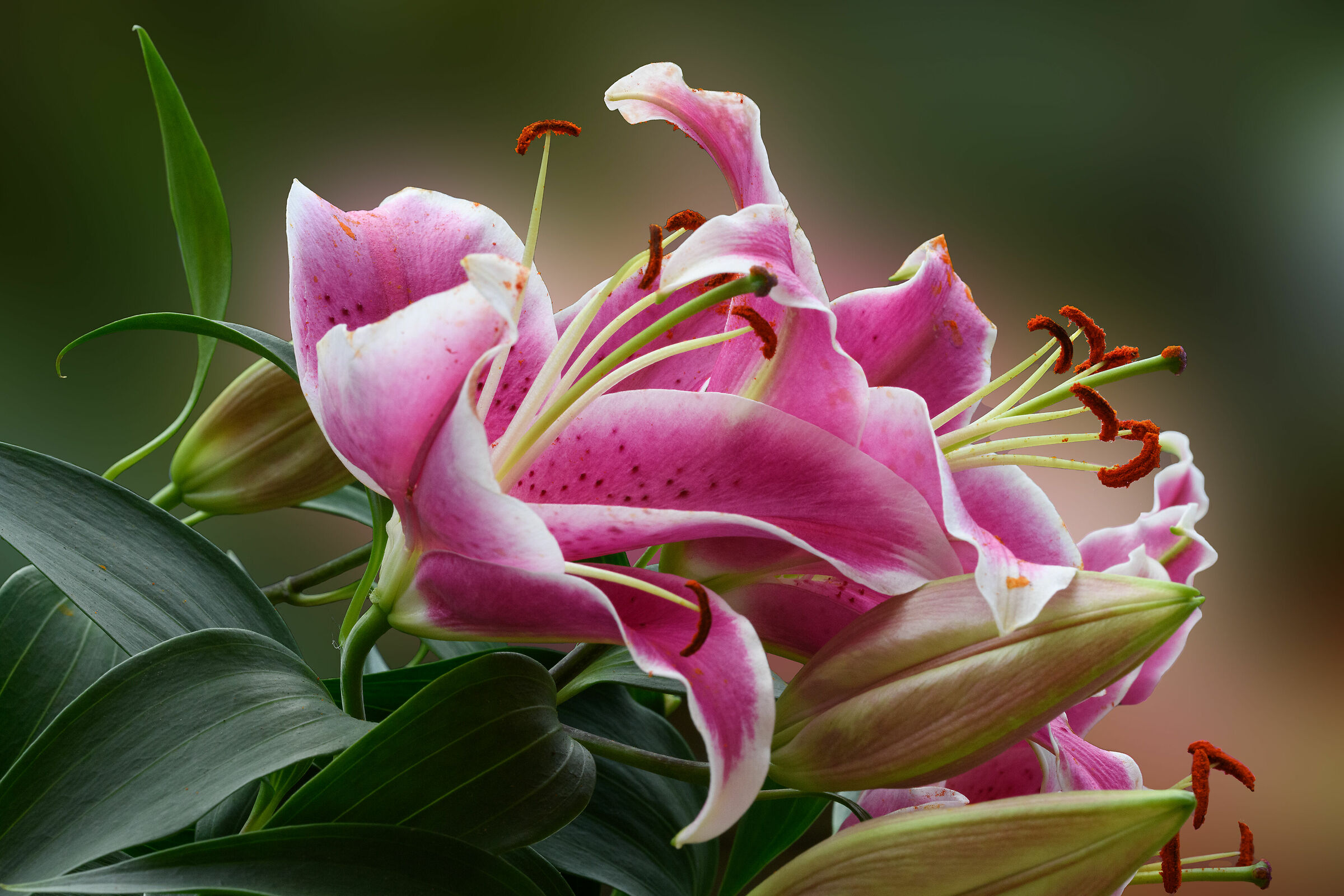 Variazioni di fucsia