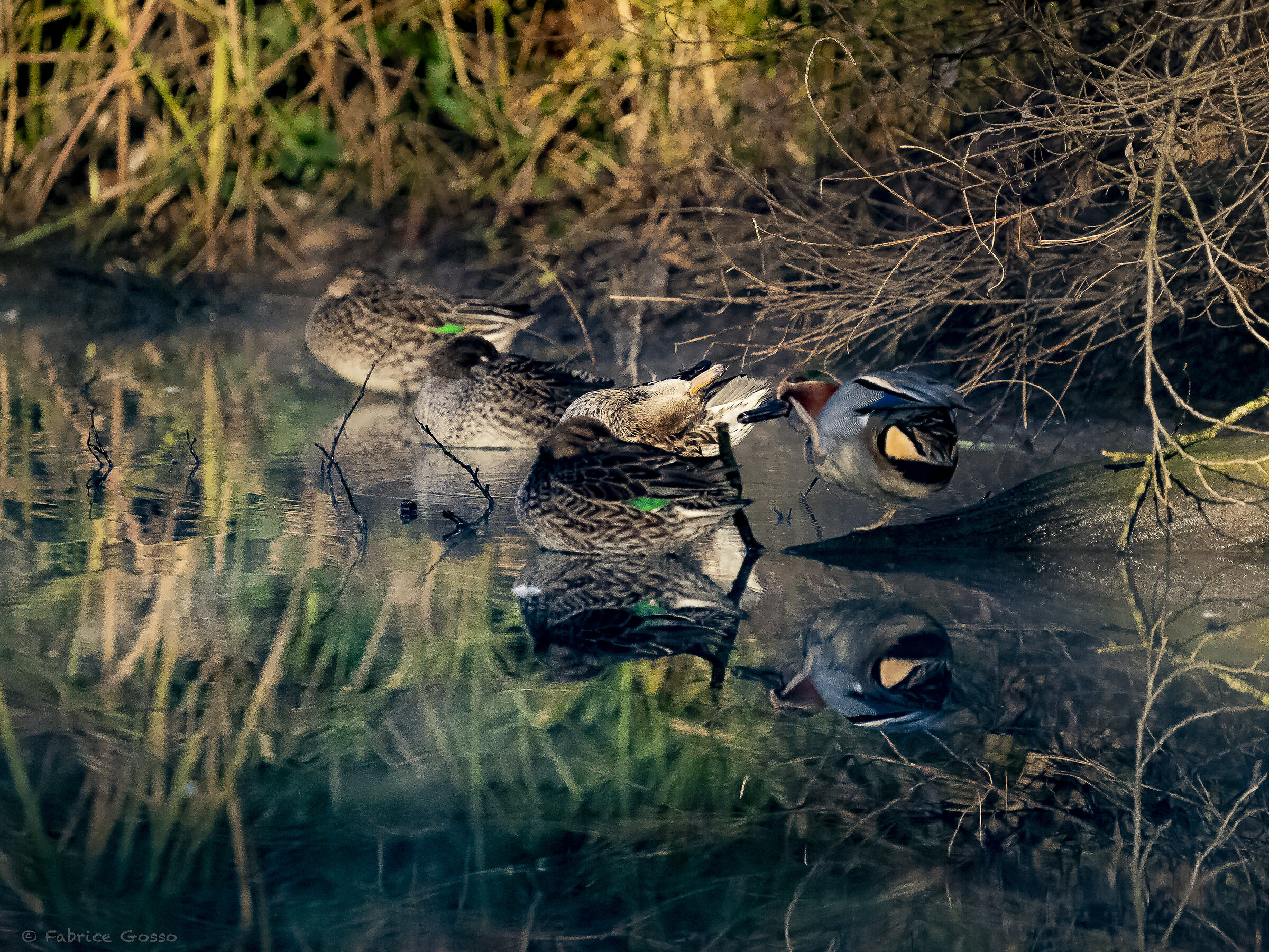 The other side of paludark