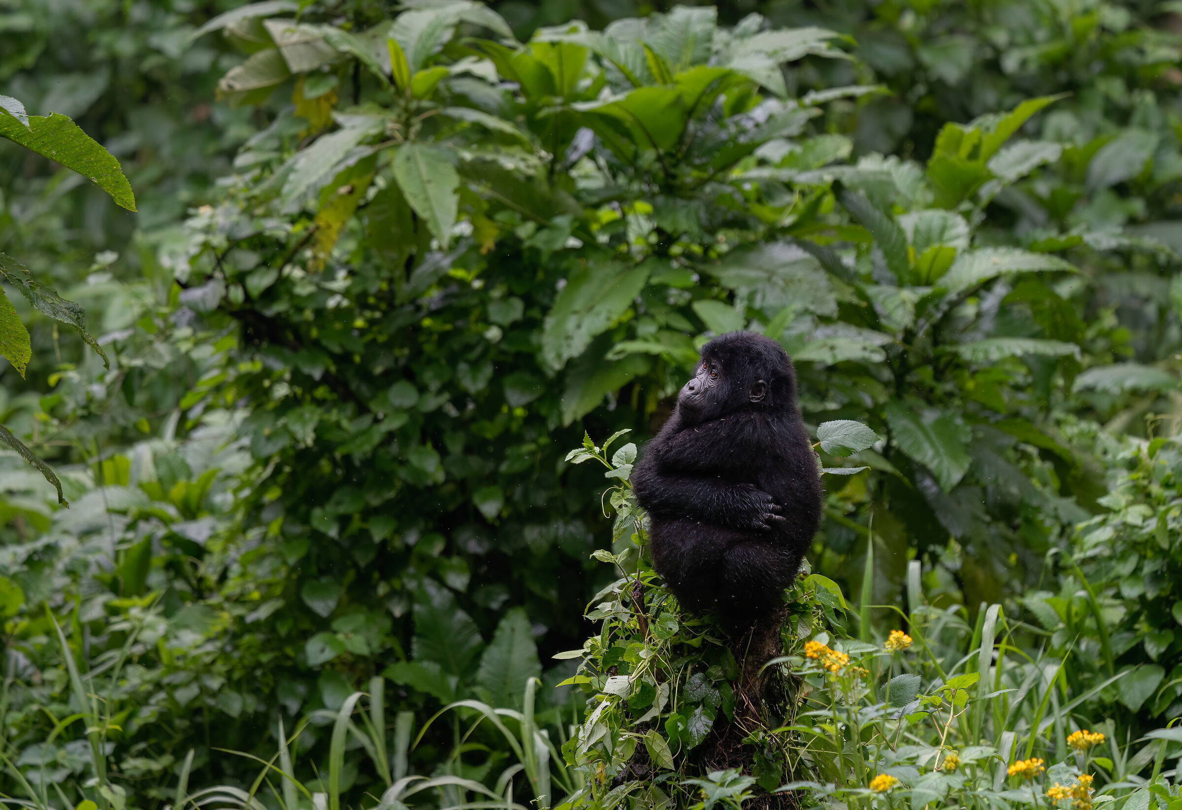 Giovane gorilla di montagna