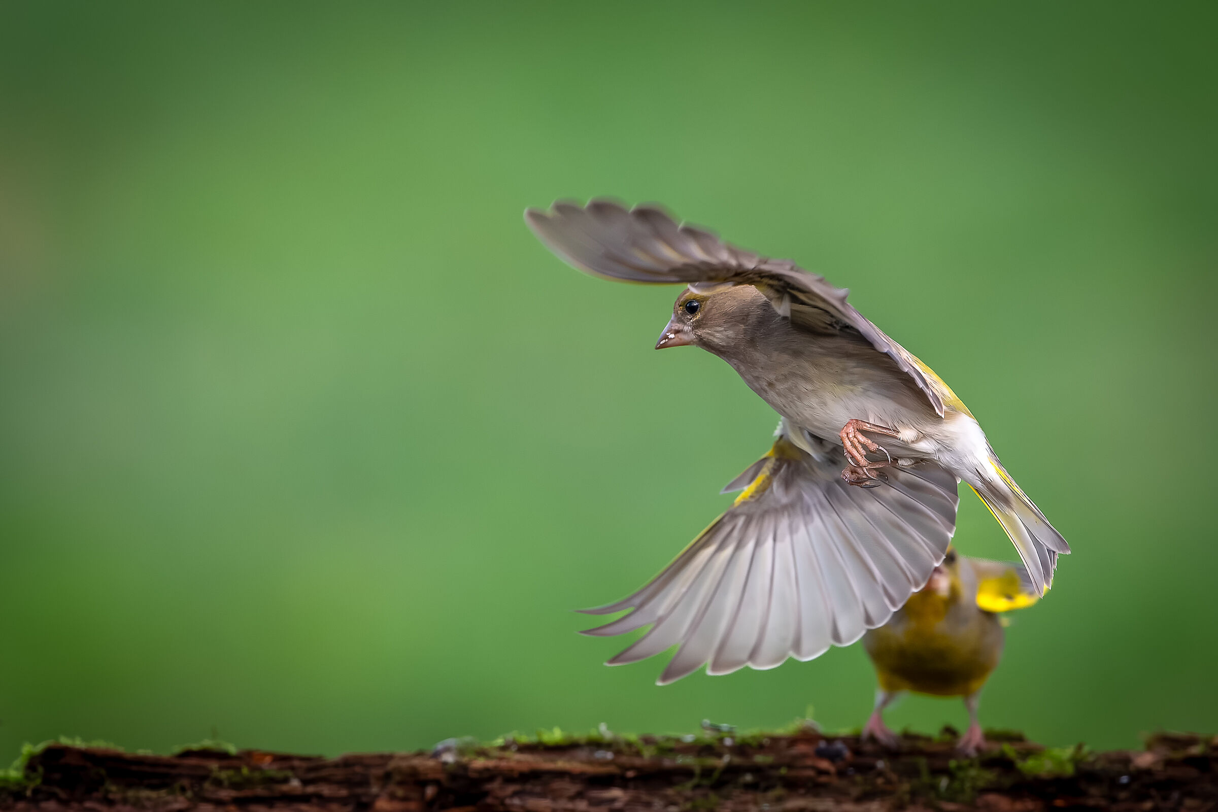 Greenfinch #capannocora
