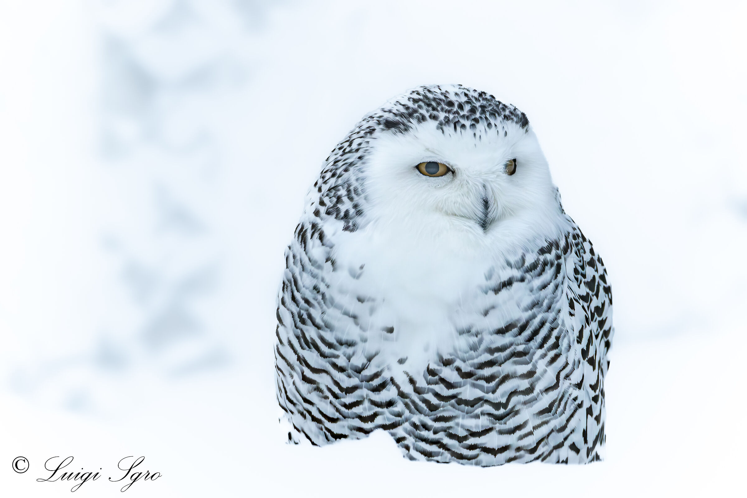 Immersed in the Snow