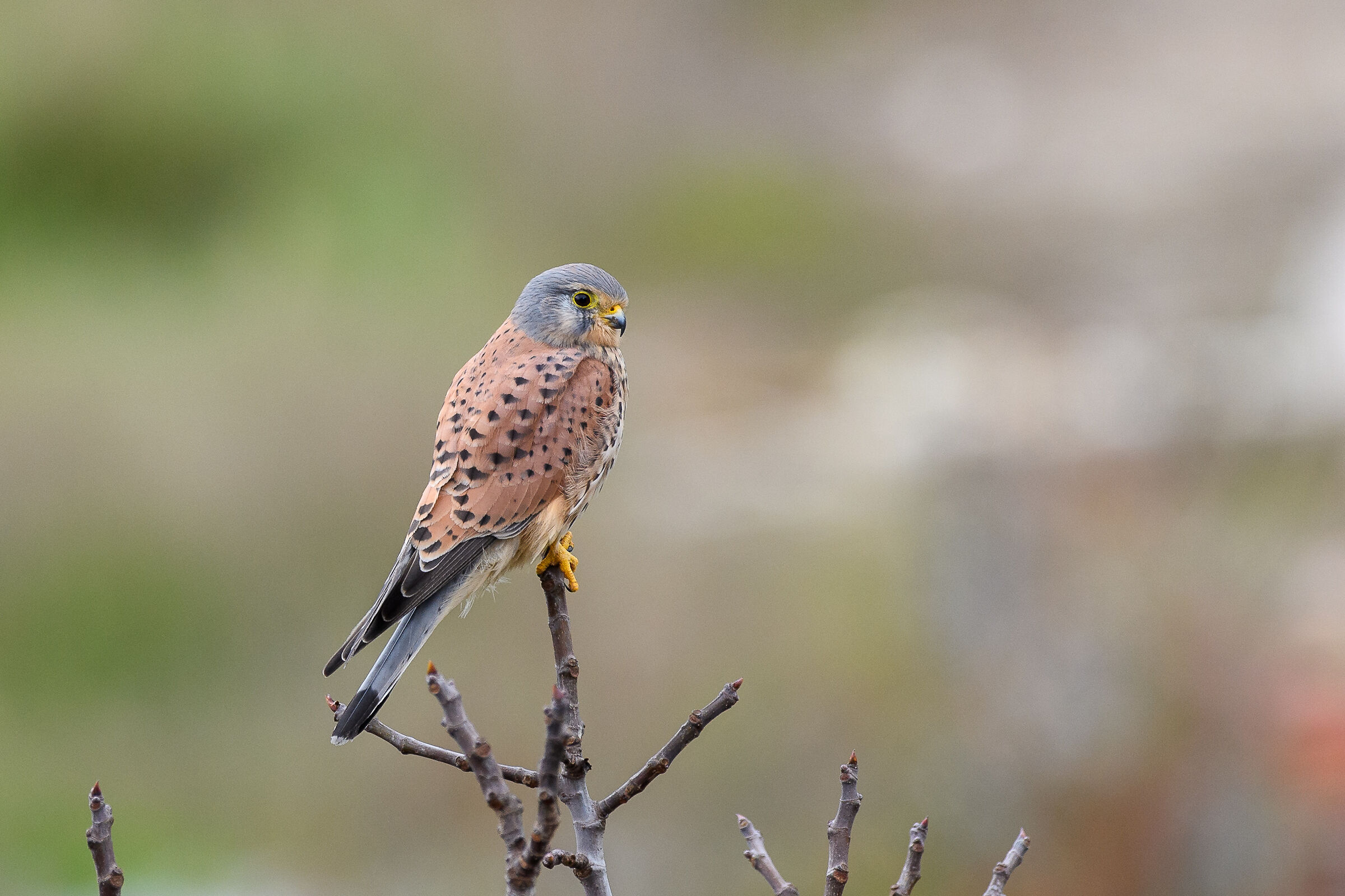 Kestrel