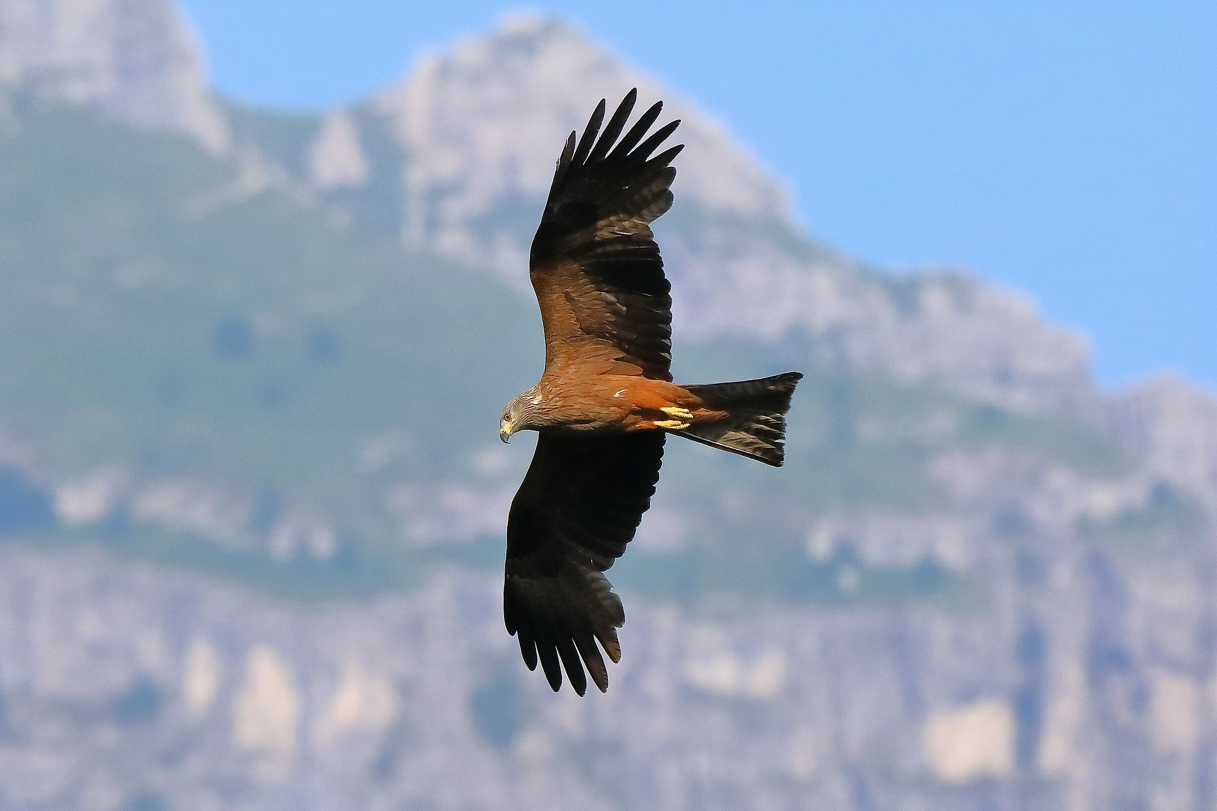 Black Kite 06 June 2022 - 0241