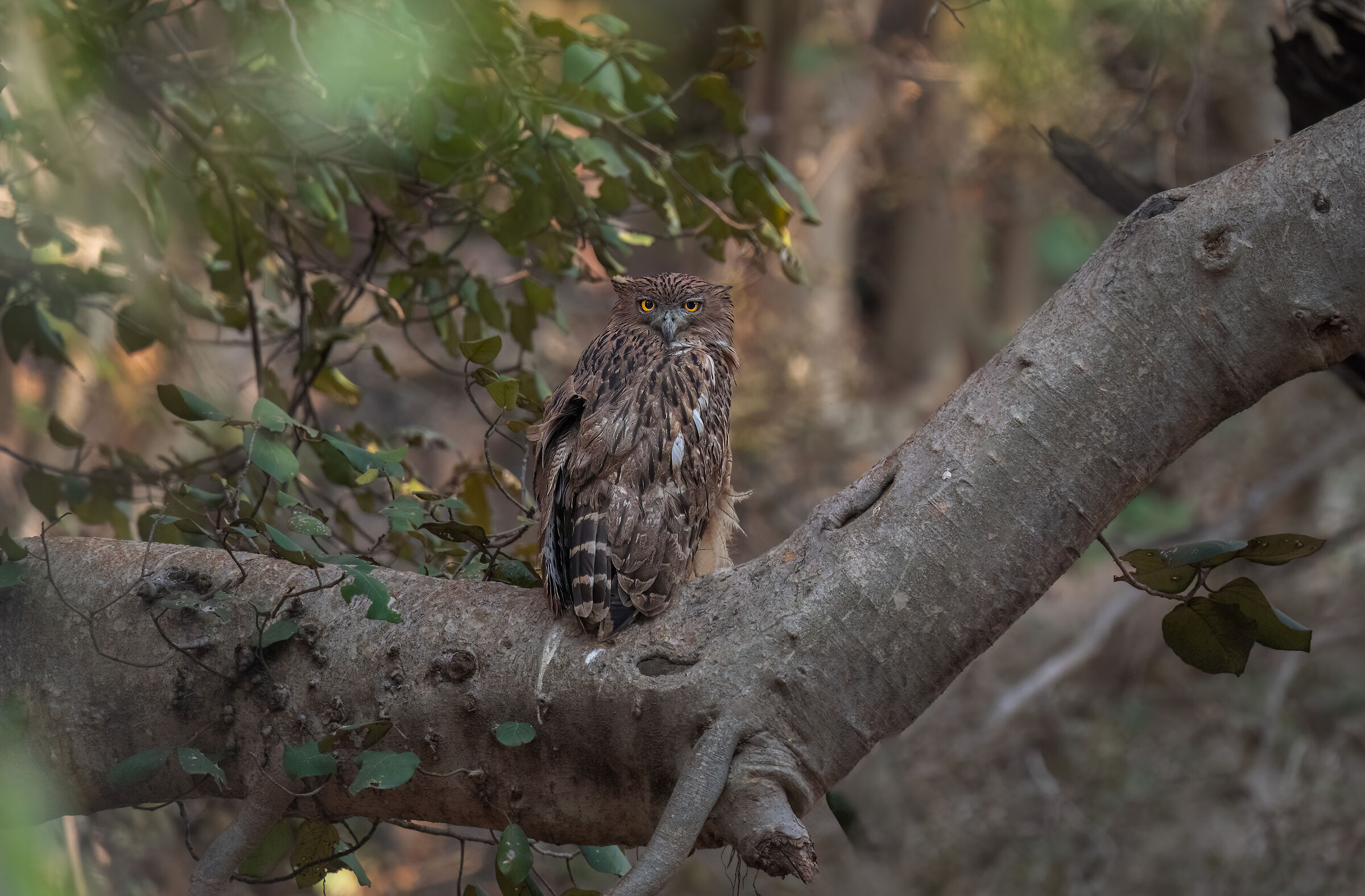 Gufo pescatore bruno