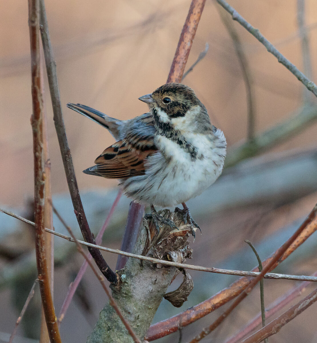 Migliarino di palude Oasi Lipu Cesano M. MB 18/01/2022