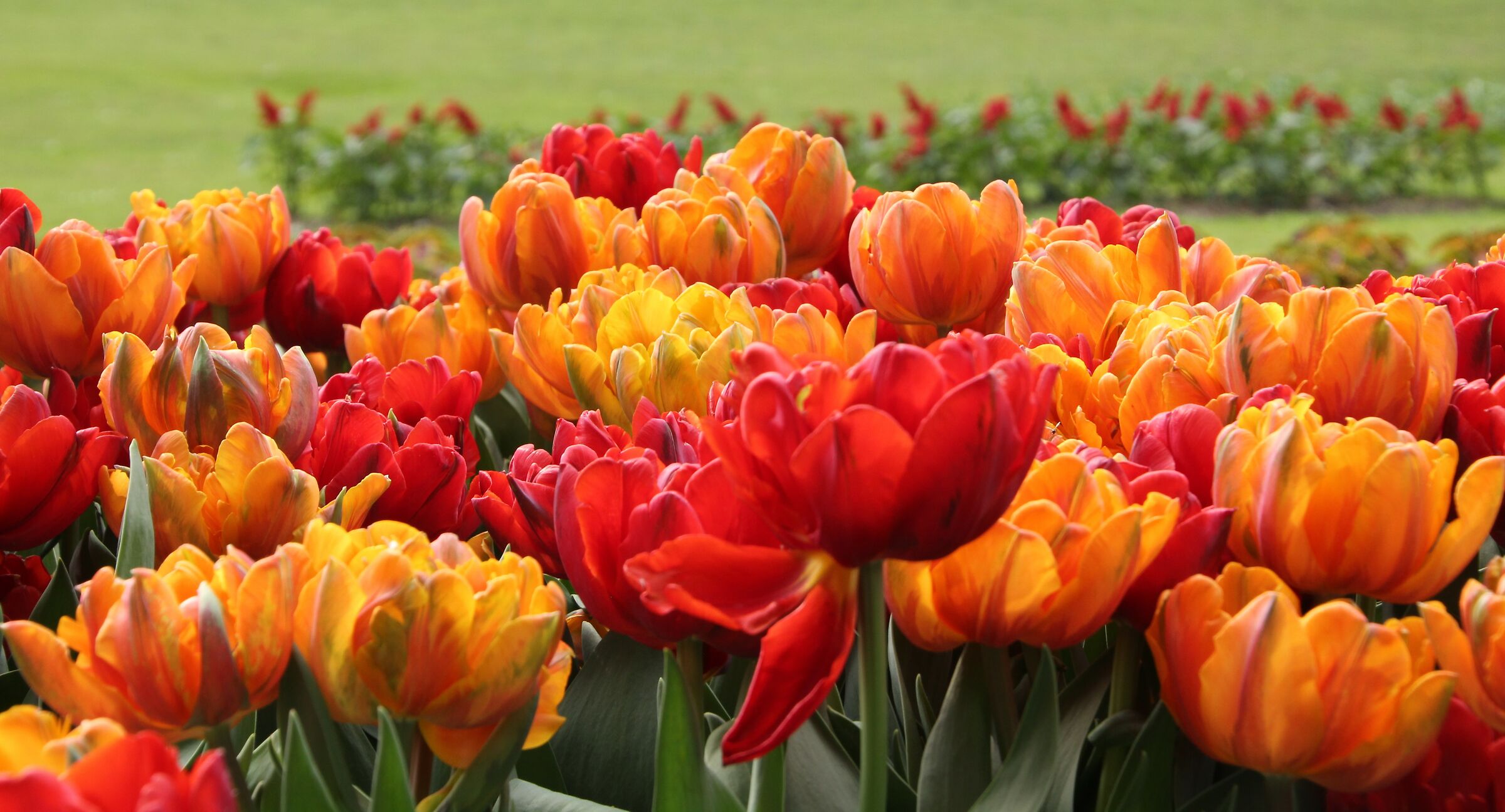 Tulips orange red
