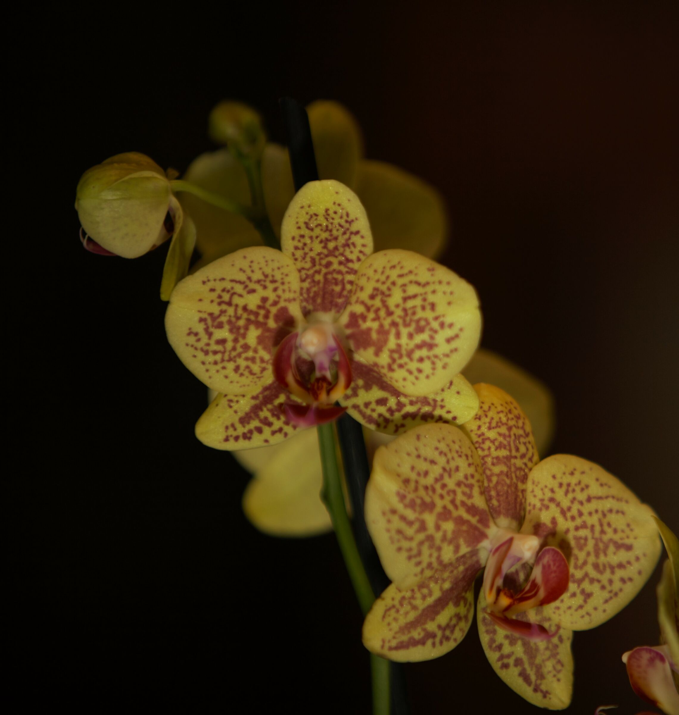 orchidee