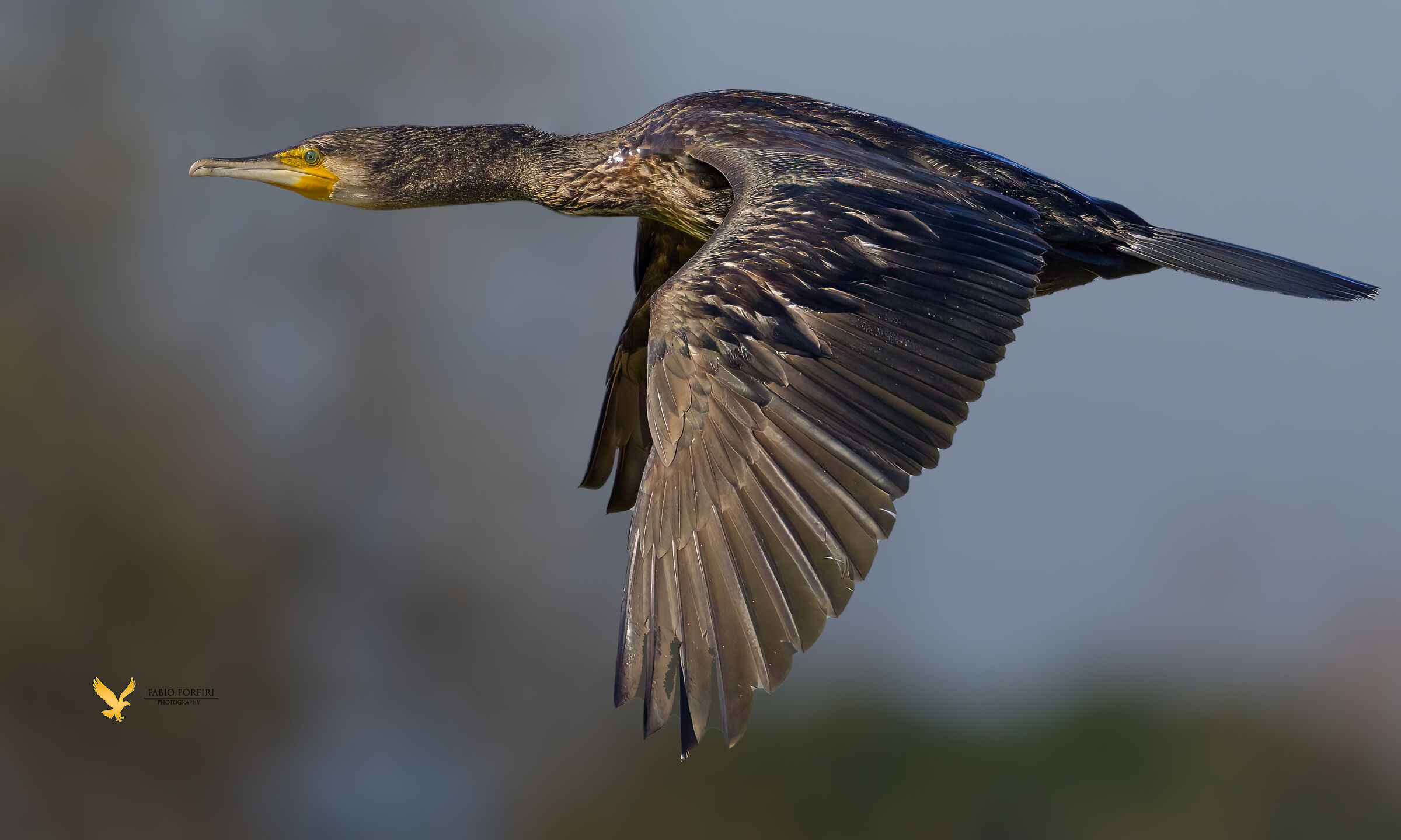mancava un cormorano ---