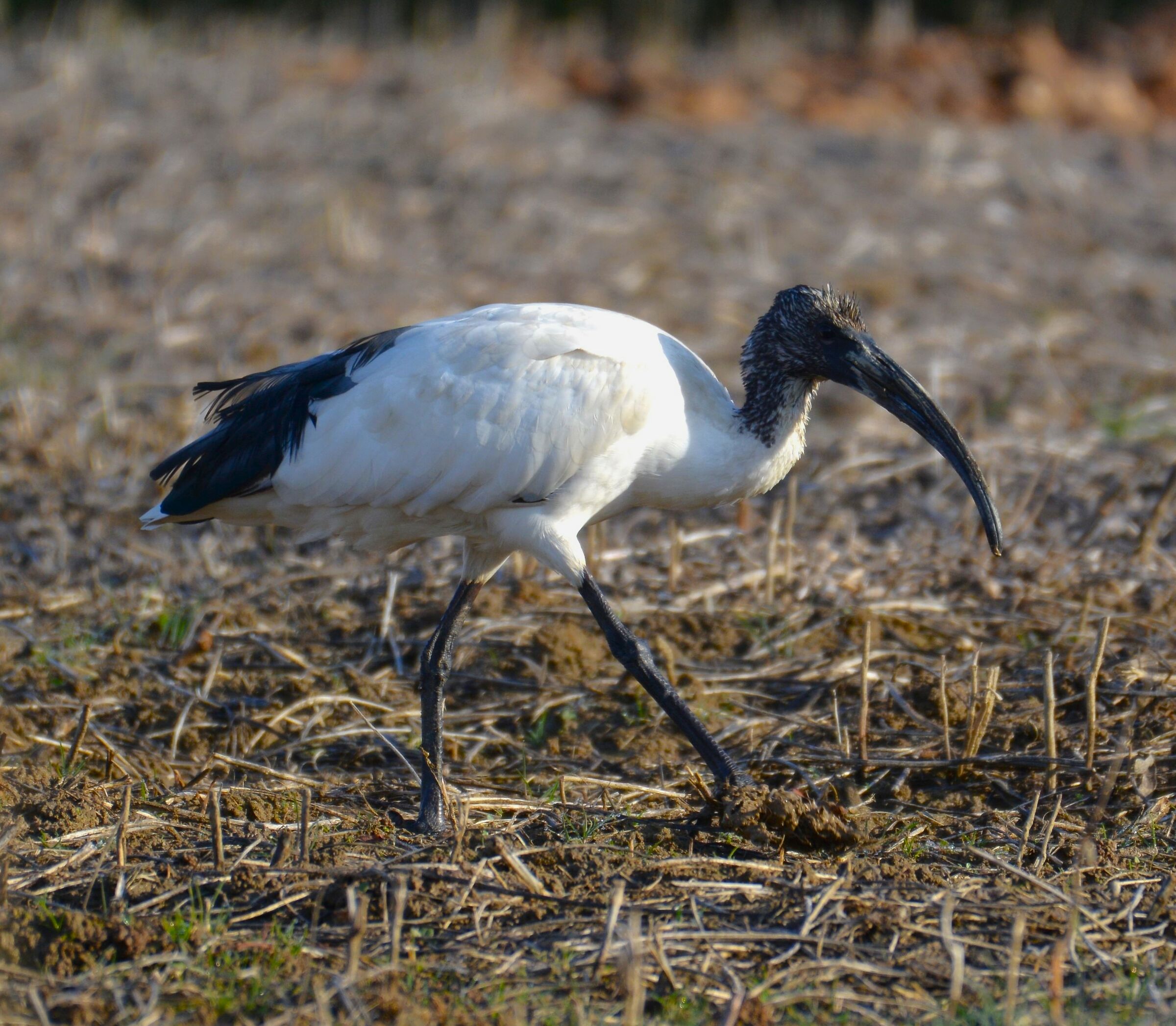 ibis