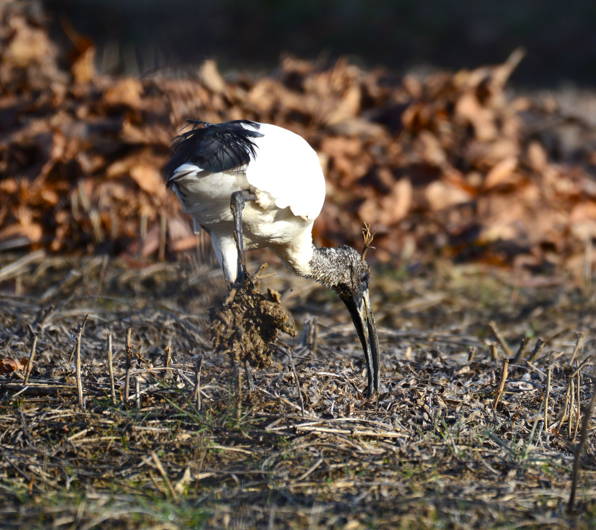 Ibis