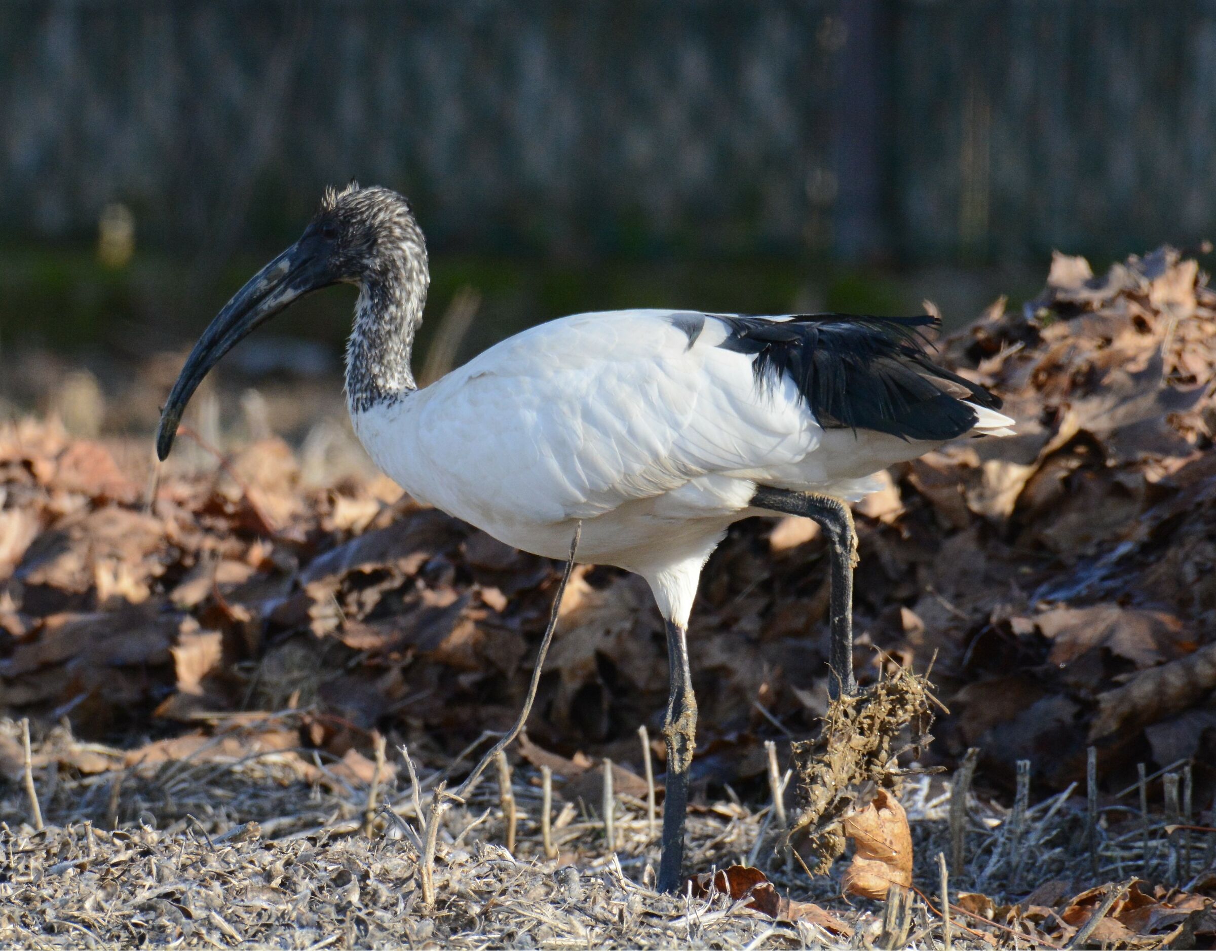 Ibis