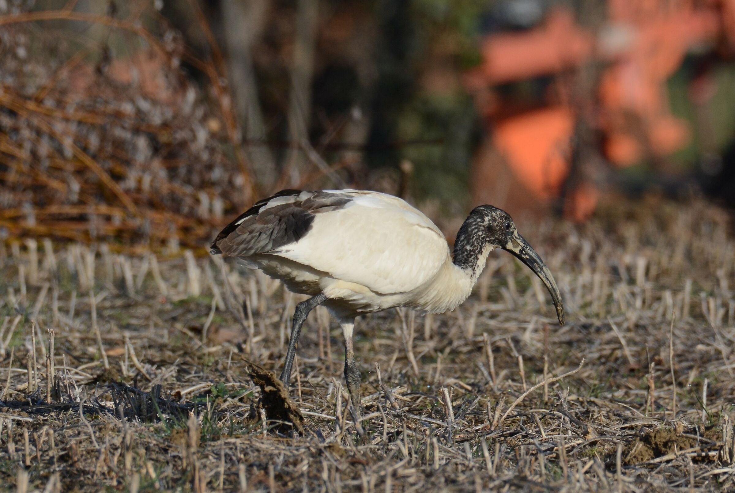 Ibis