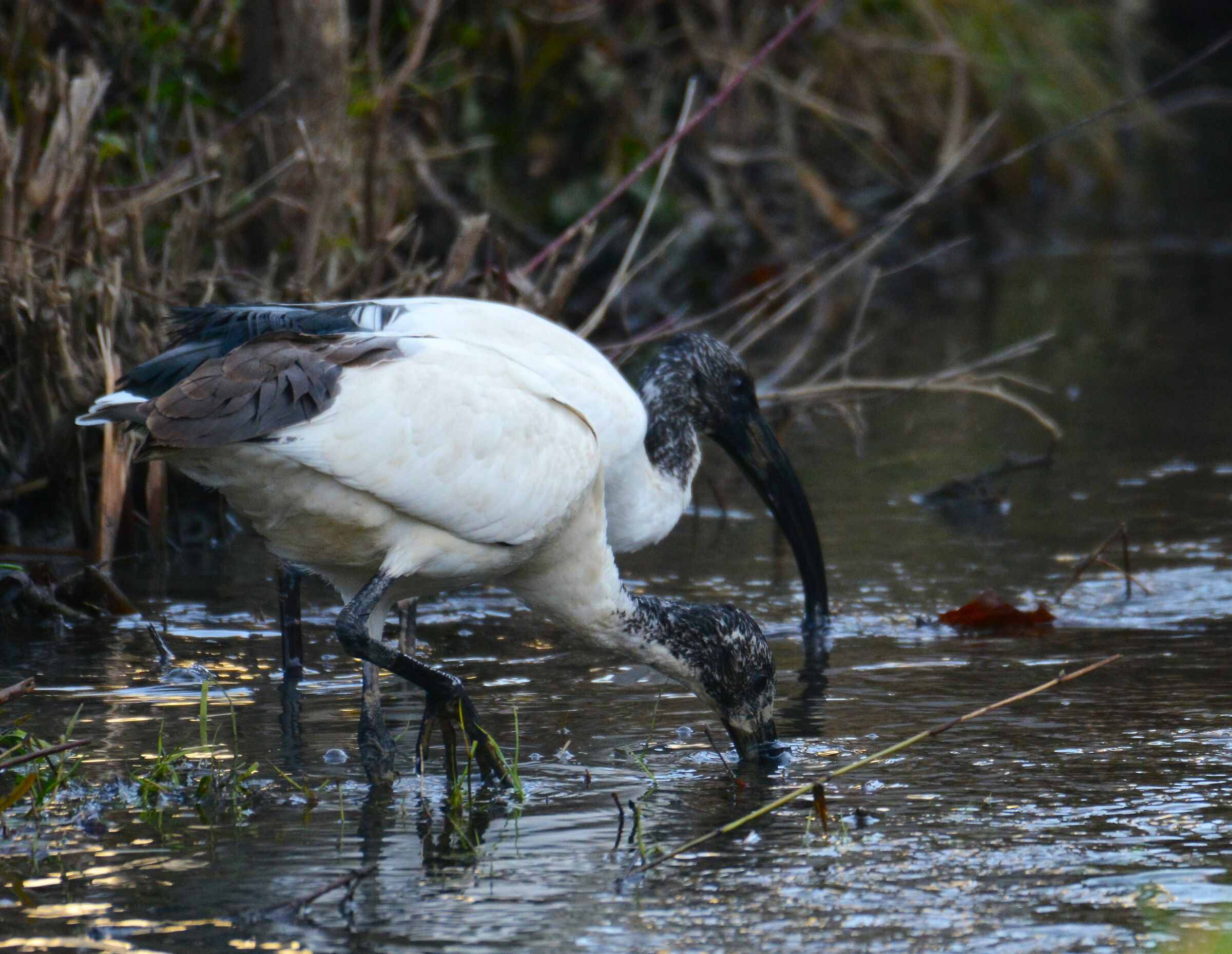 Ibis