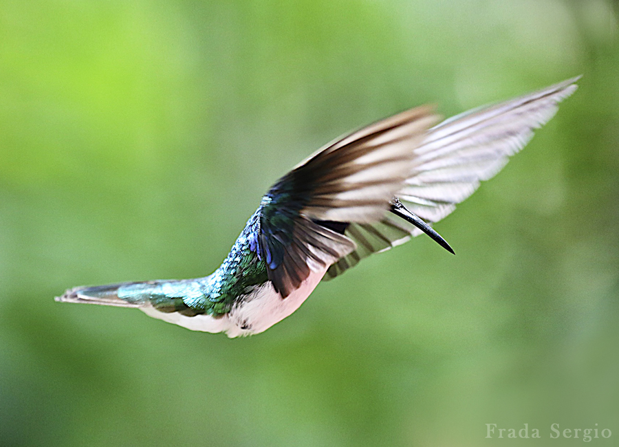 Colibri in volo