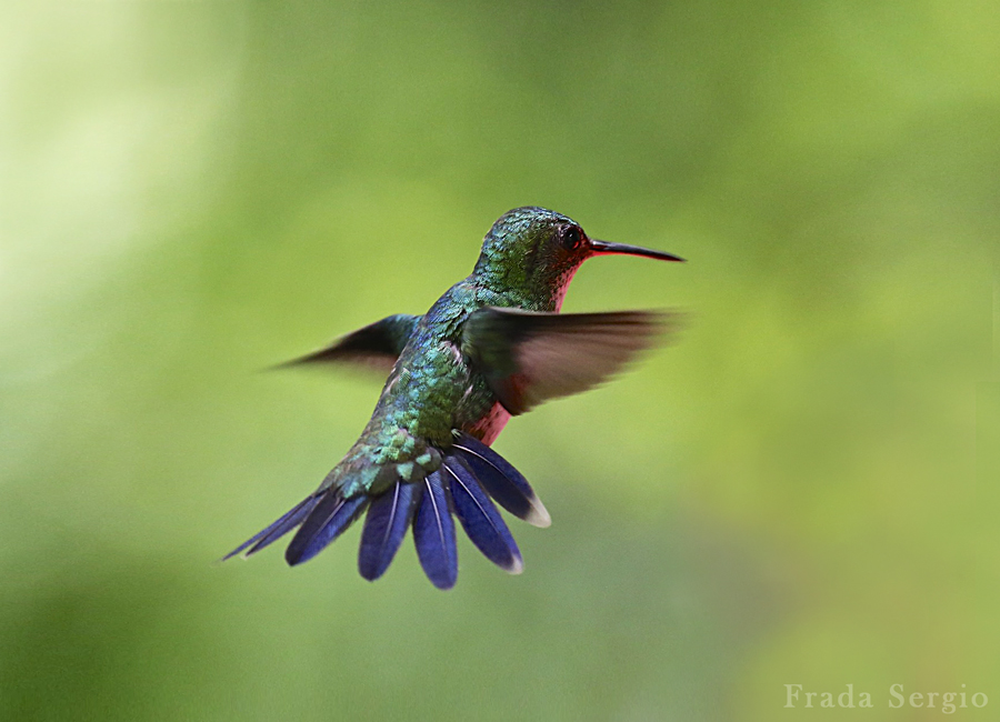 Colibri in volo