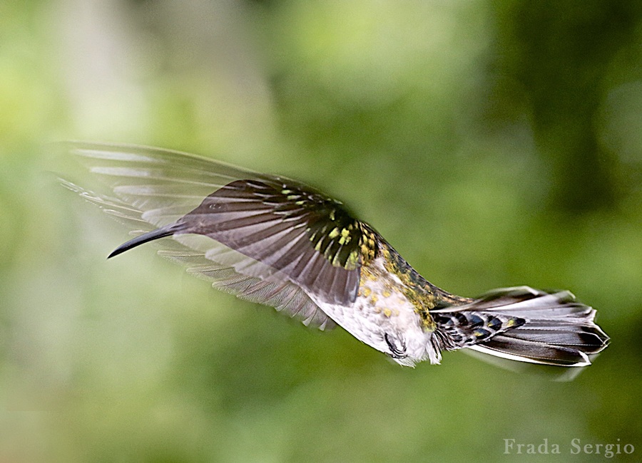 Colibri in volo