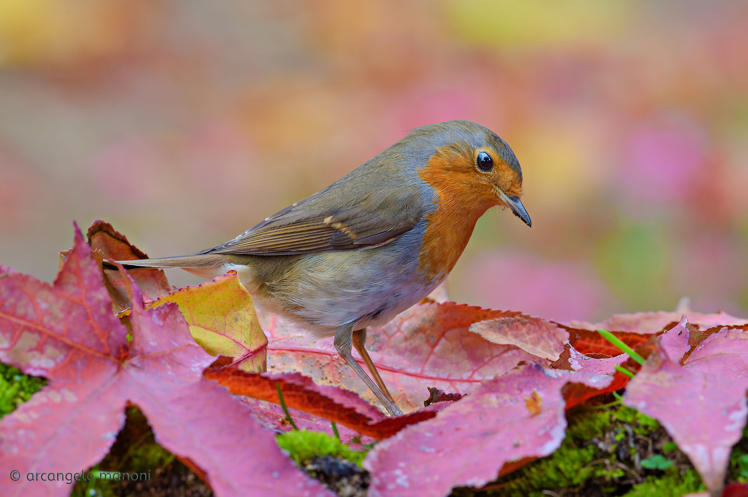 The Robin and Autumn