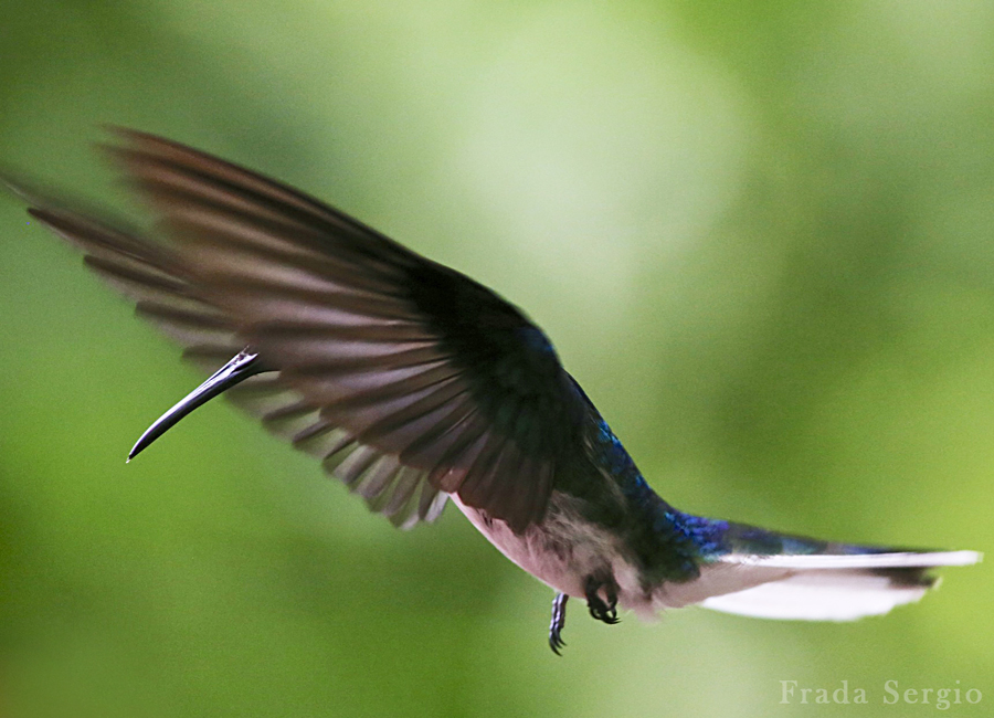 Colibri in volo